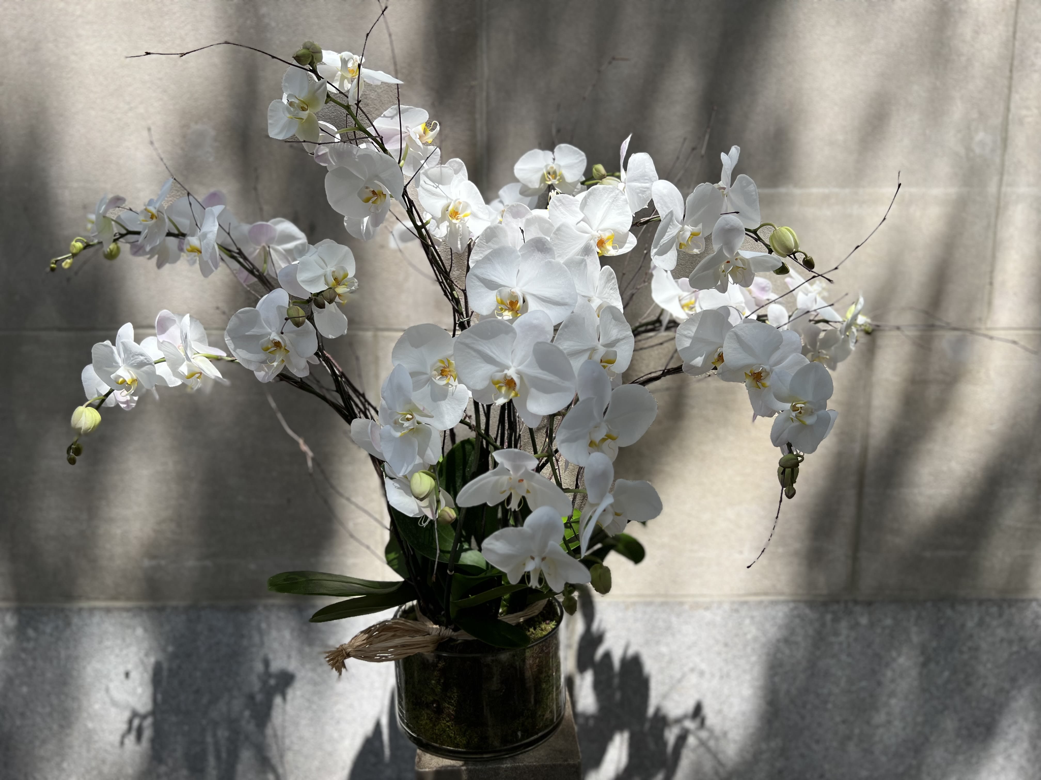 Bleecker street  - Features a white orchid planter set in a low round glass container for a 10 long cascade sprays of white phalaenopsis orchids.   