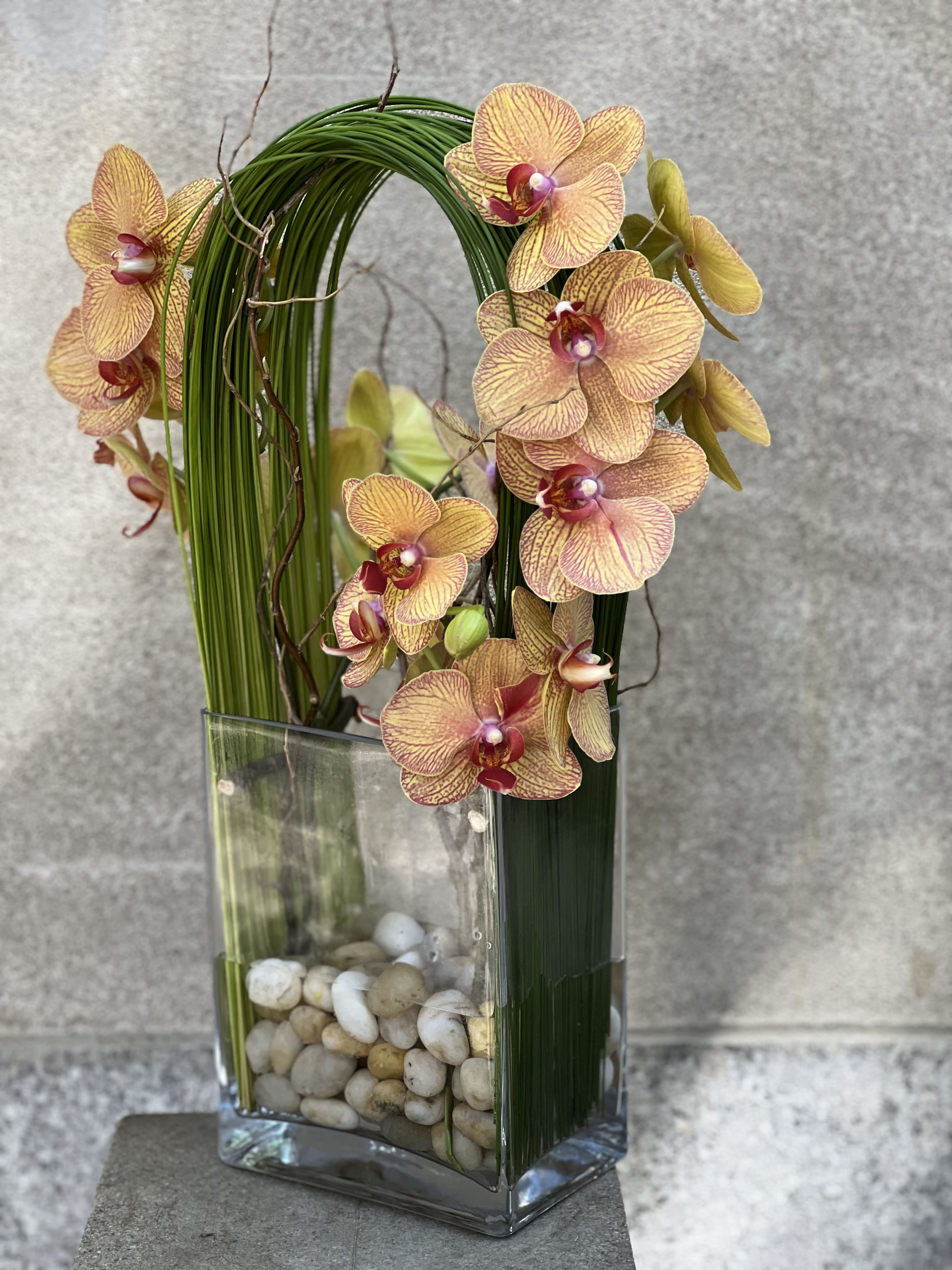 Orchid Olympus 2 - Elegant display of cut stem white orchid phalaenopsis captured by Australian flexi grass set in a rectangle glass vase with a bottom of river rocks surrounded by curly willow branch.