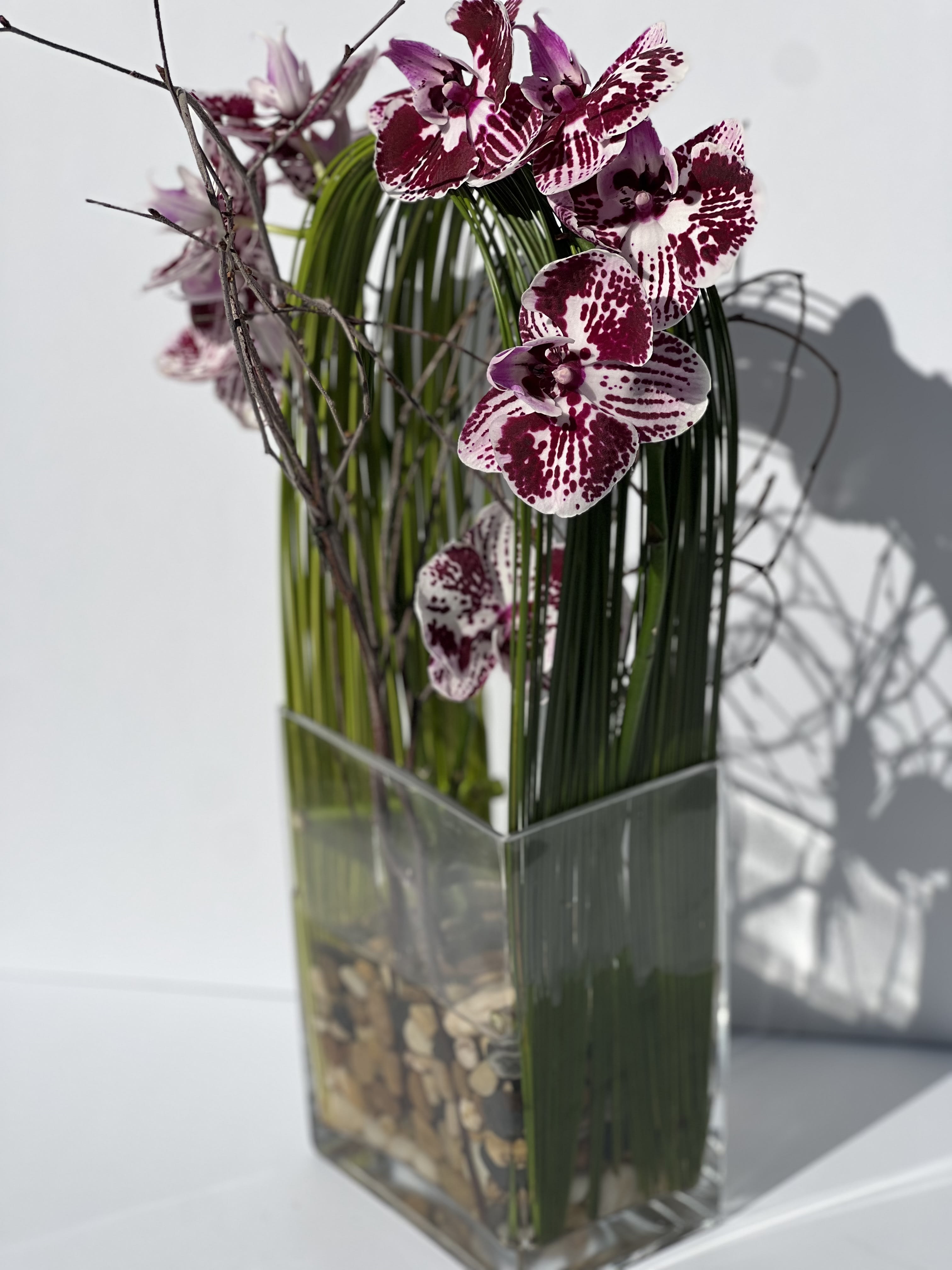 Orchid Olympus 3 - Elegant display of cut stem white orchid phalaenopsis captured by Australian flexi grass set in a rectangle glass vase with a bottom of river rocks surrounded by curly willow branch.