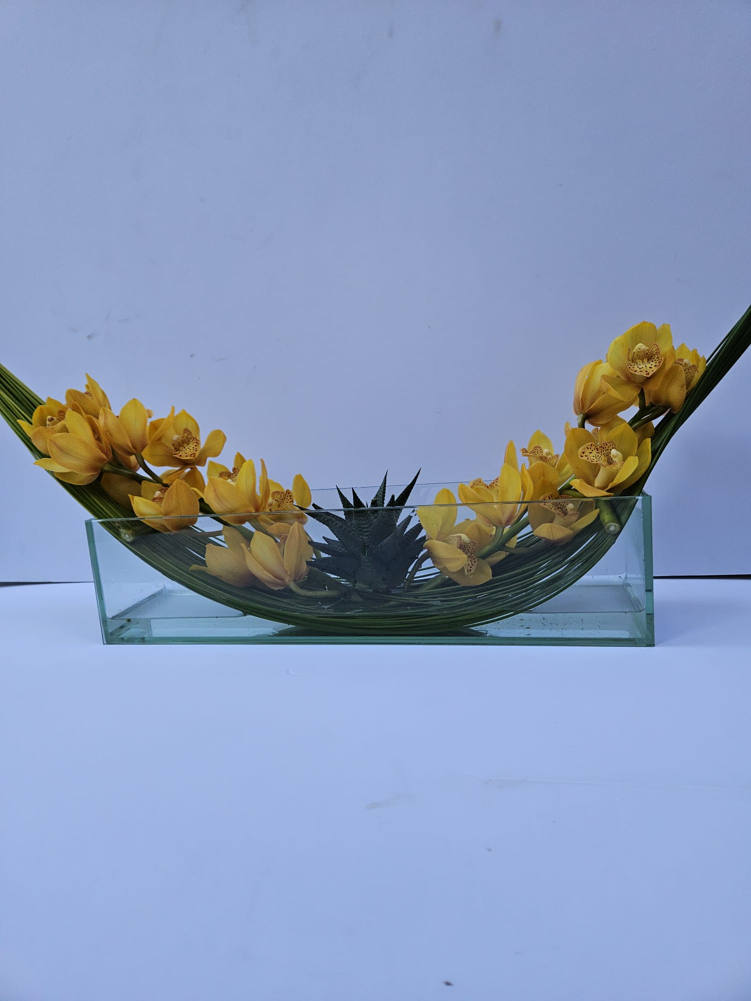 Yellow orchids arranged in a curved glass vase