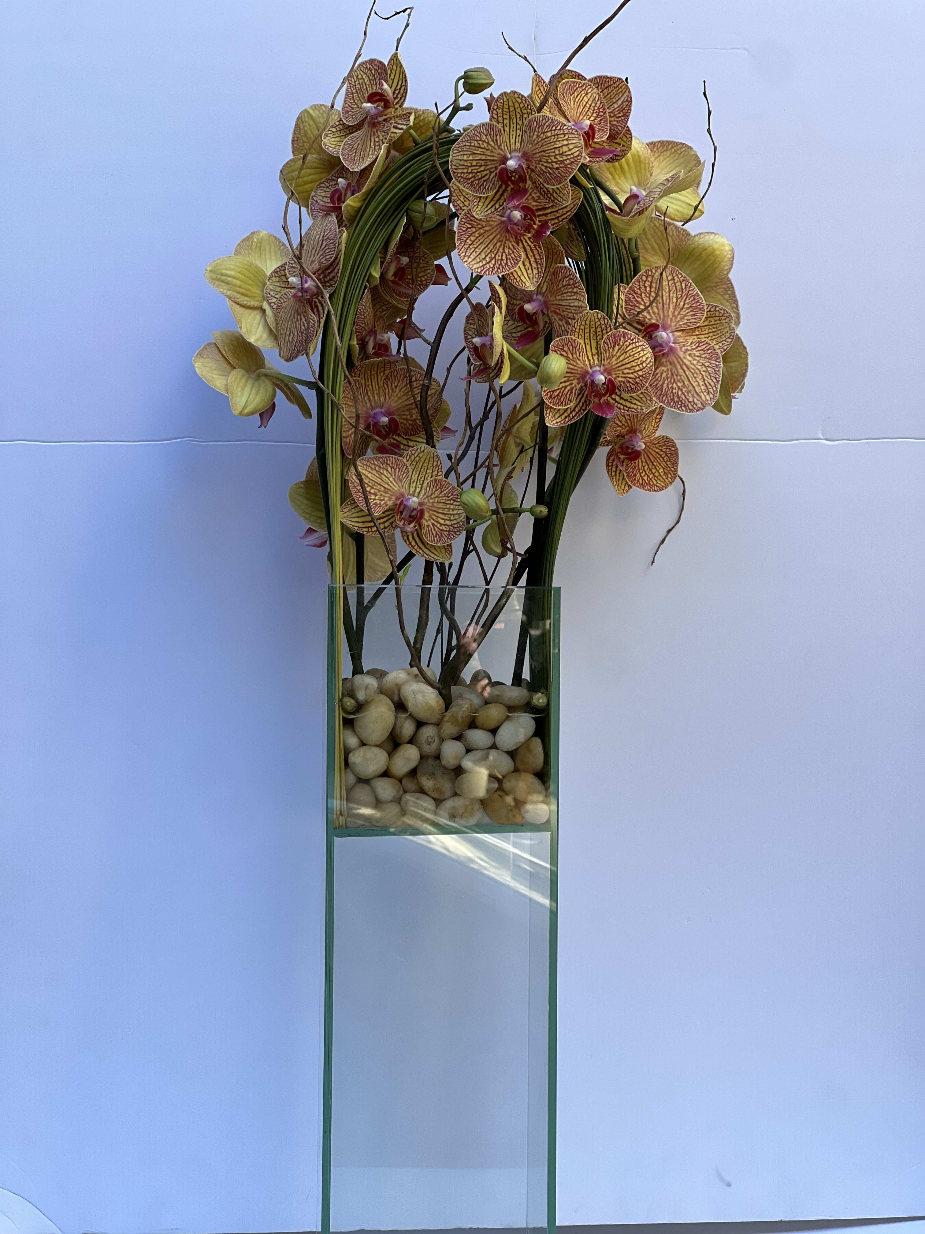 Orchid Zeus - Elegant display of 4 stems long draping phalaenopsis orchid captured by Australian flexi grass set in a structural vision glass  18"H x 6"W x 6"L vase with a bottom of river rocks surrounded by curly willow branch.