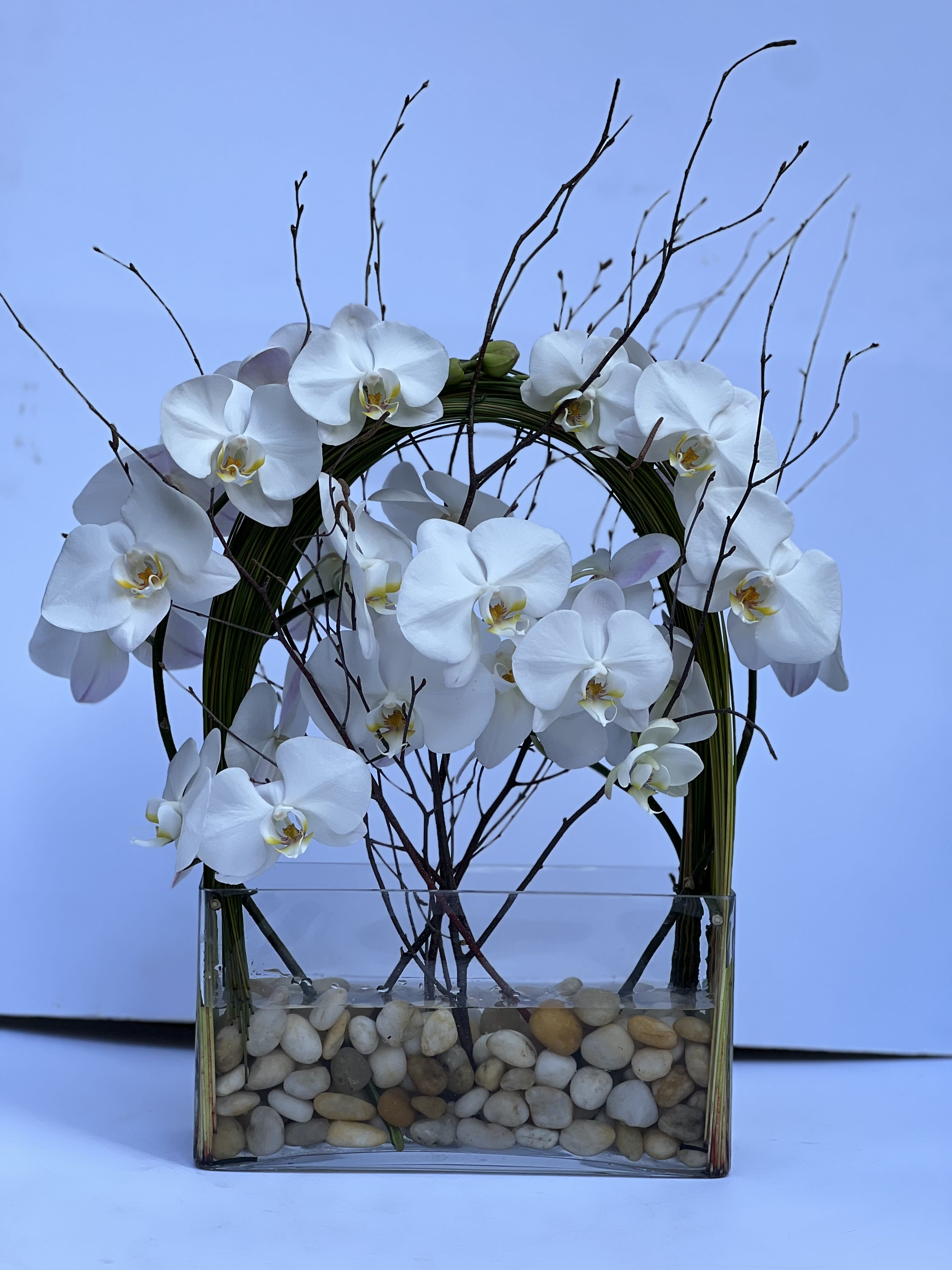 Orchid Emperor - Elegant display of 4 stems long draping phalaenopsis orchid captured by Australian flexi grass set in a structural rectangle glass 6"H x 4"W x 10"L vase with a bottom of river rocks surrounded by curly willow branch.