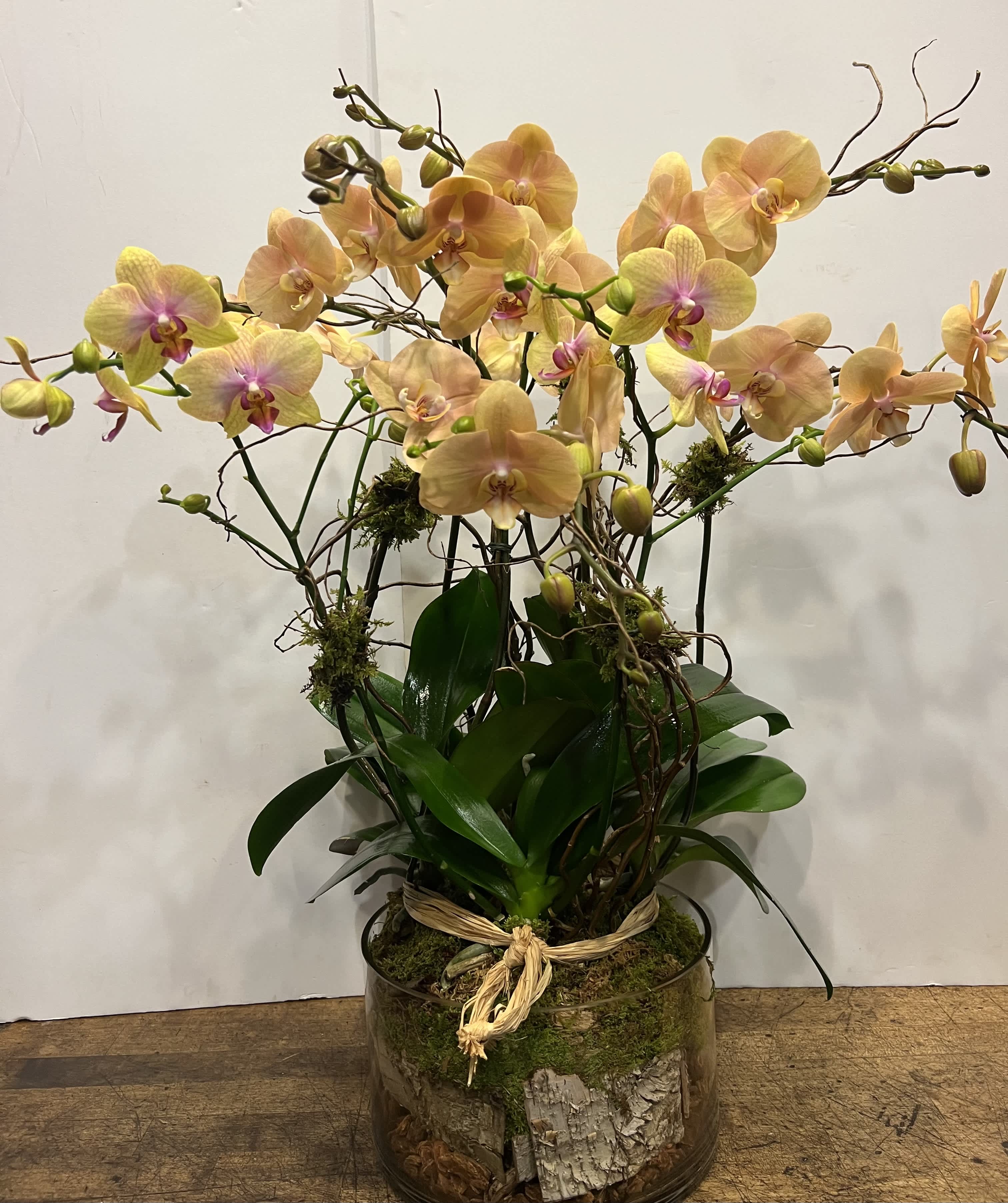 Quadro double stem phalaenopsis orchid - Eight long draping stem phalaenopsis orchid decorated with three caps of green moss, Burch wood and wood chips