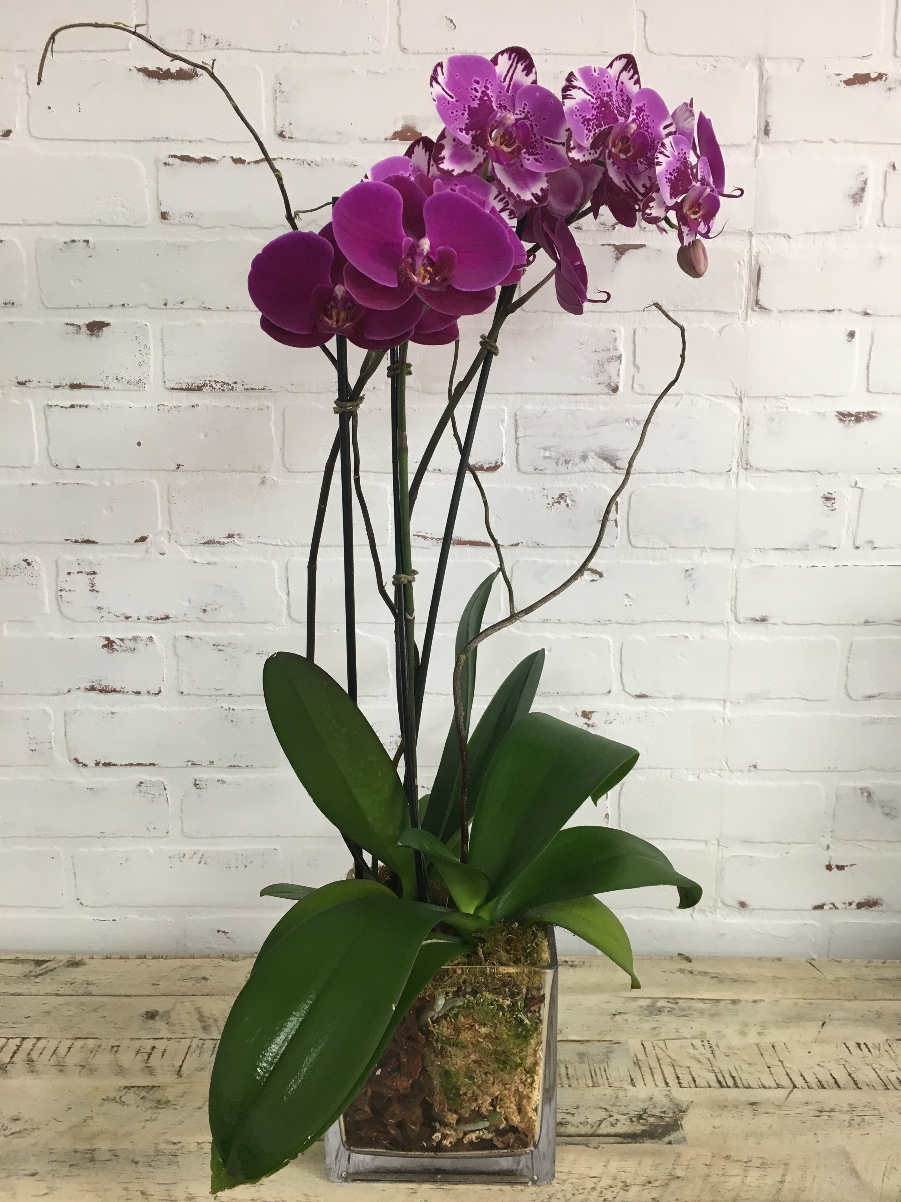 Purple orchids in a clear square vase with broad green leaves