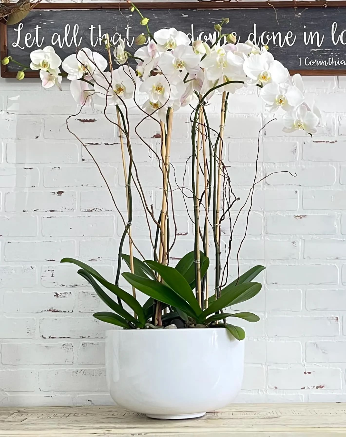 White orchid arrangement in a white pot