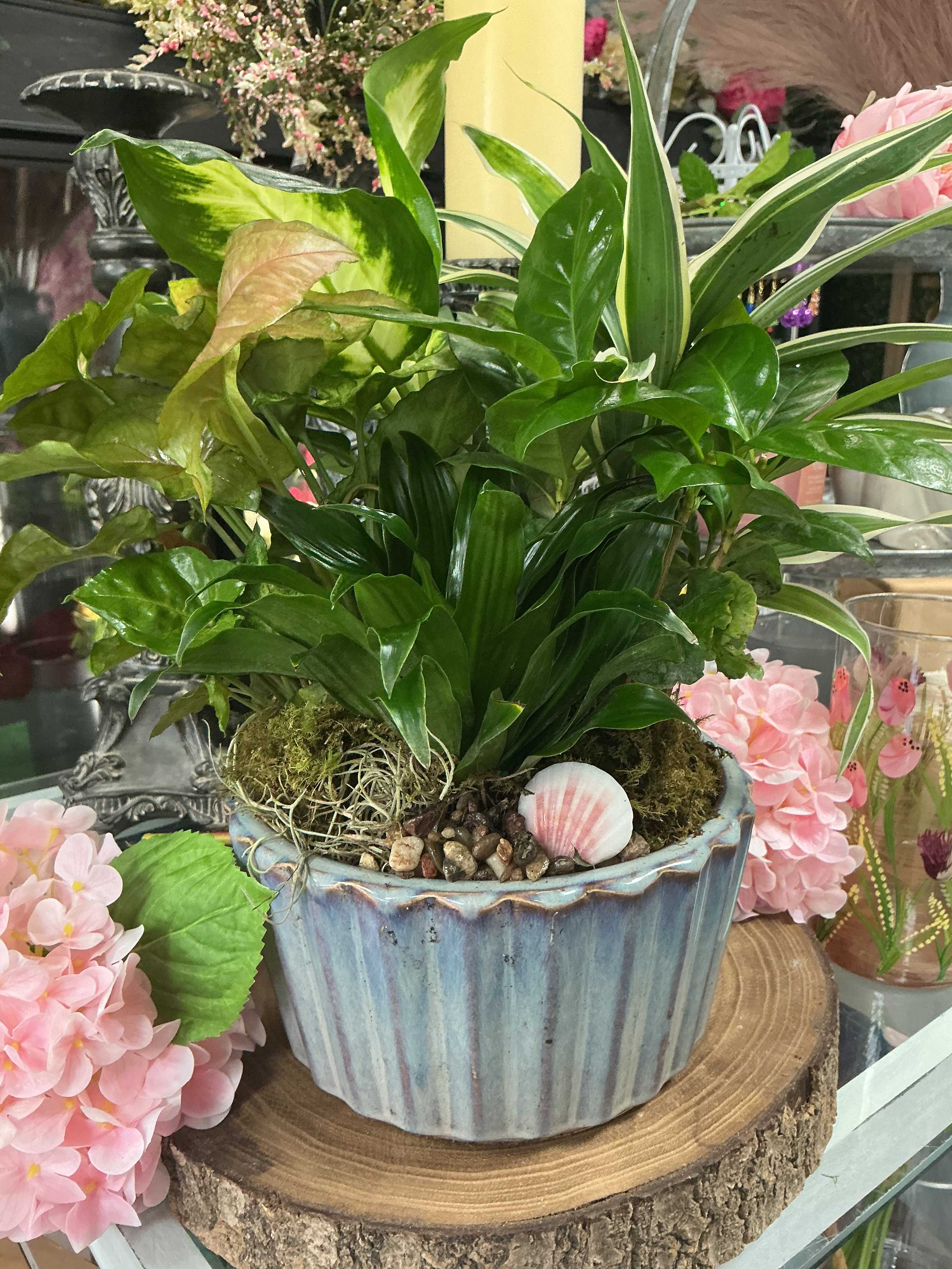 Mixed green houseplants in a blue ceramic pot with shells and pebbles
