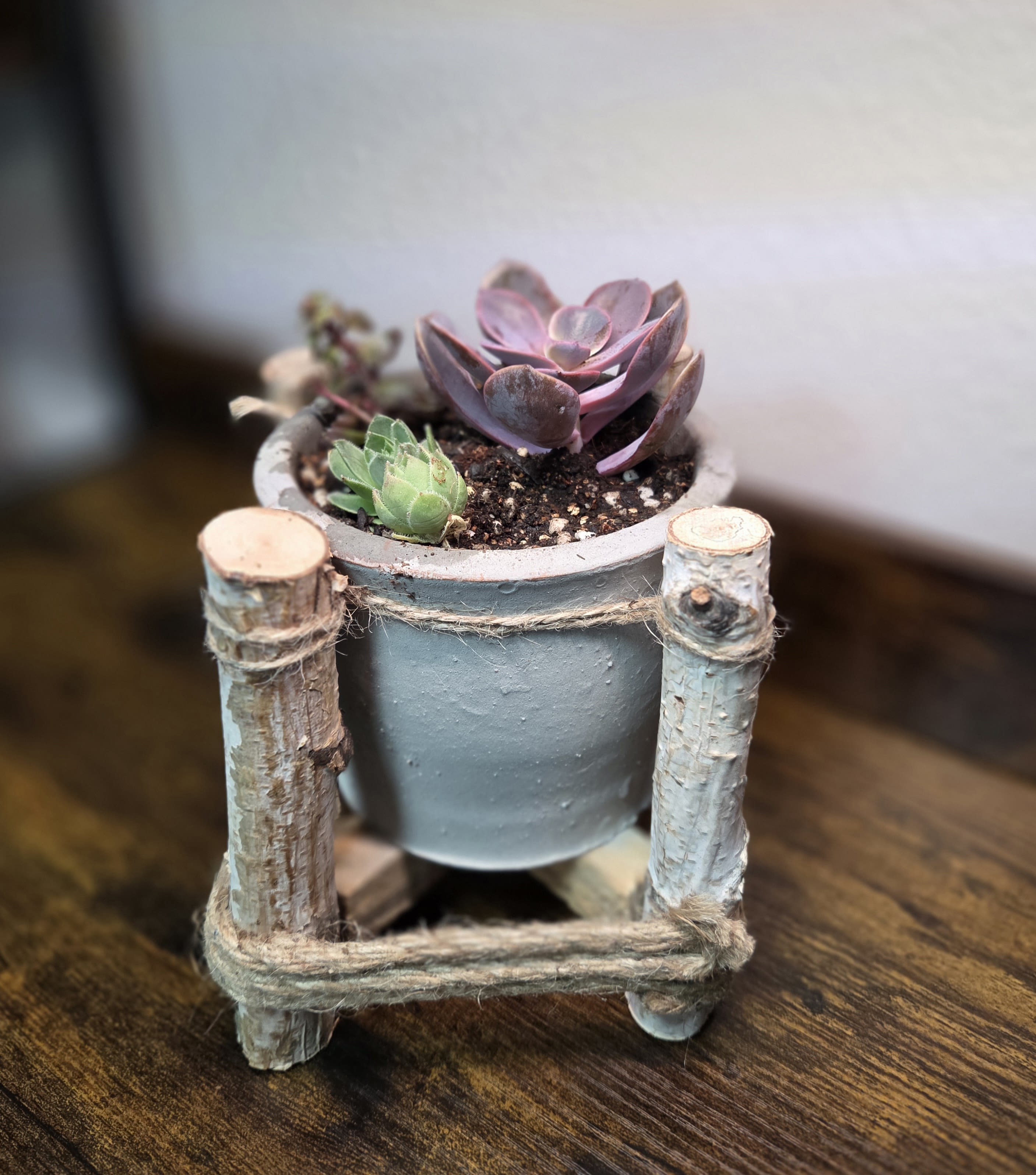 Small potted succulent arrangement in a rustic wooden holder