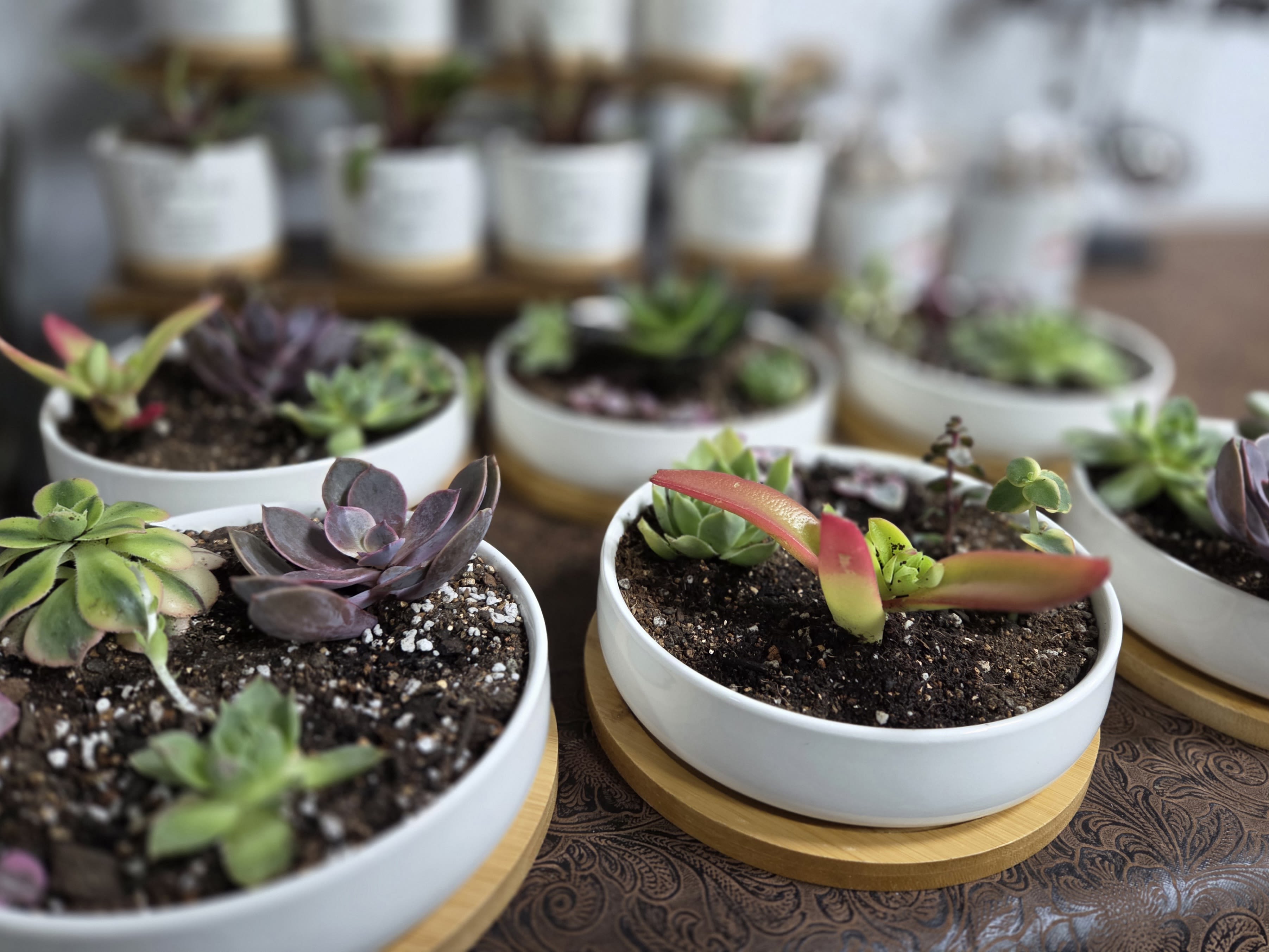 Several small succulent plants in white round pots on wooden trays