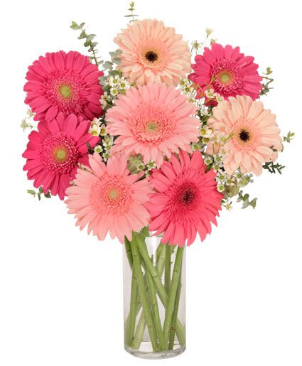 Pink and peach gerbera daisies in a clear glass vase