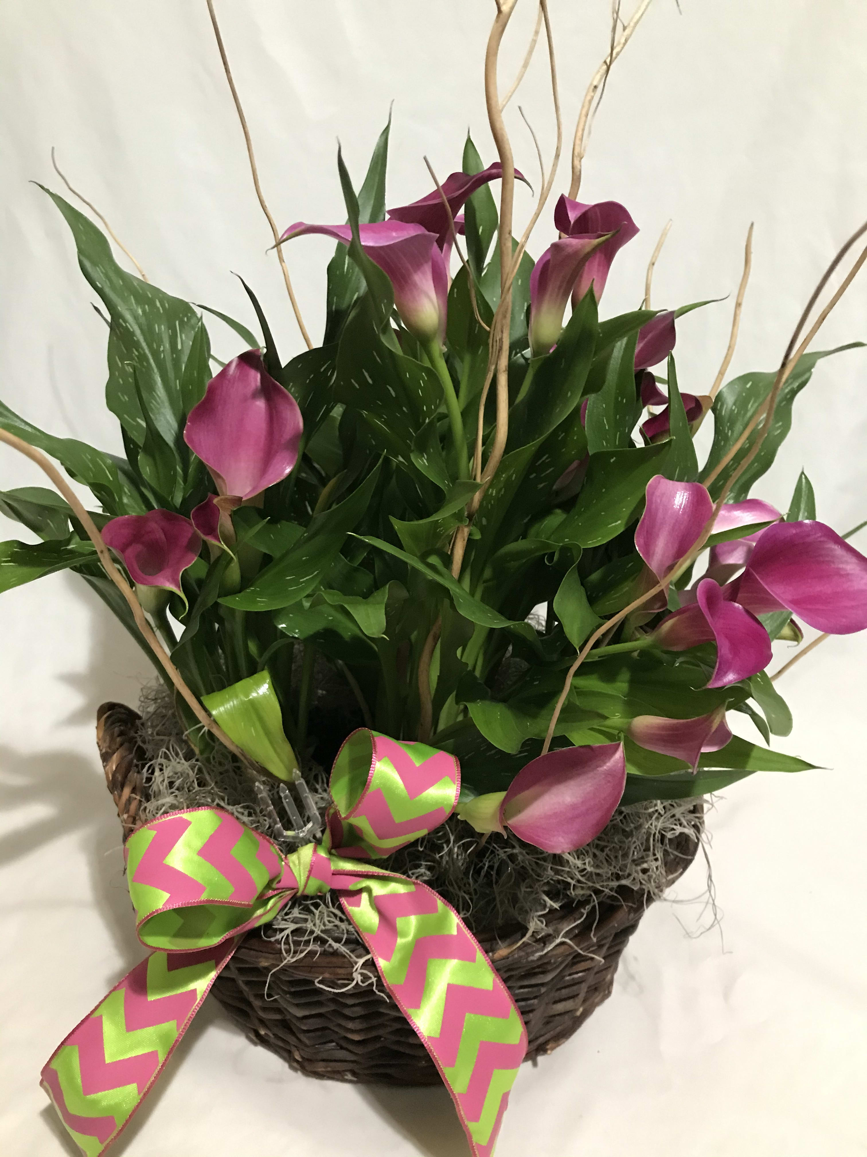 Basket of pink mini calla lilies with curly branches and a bright pink and green bow