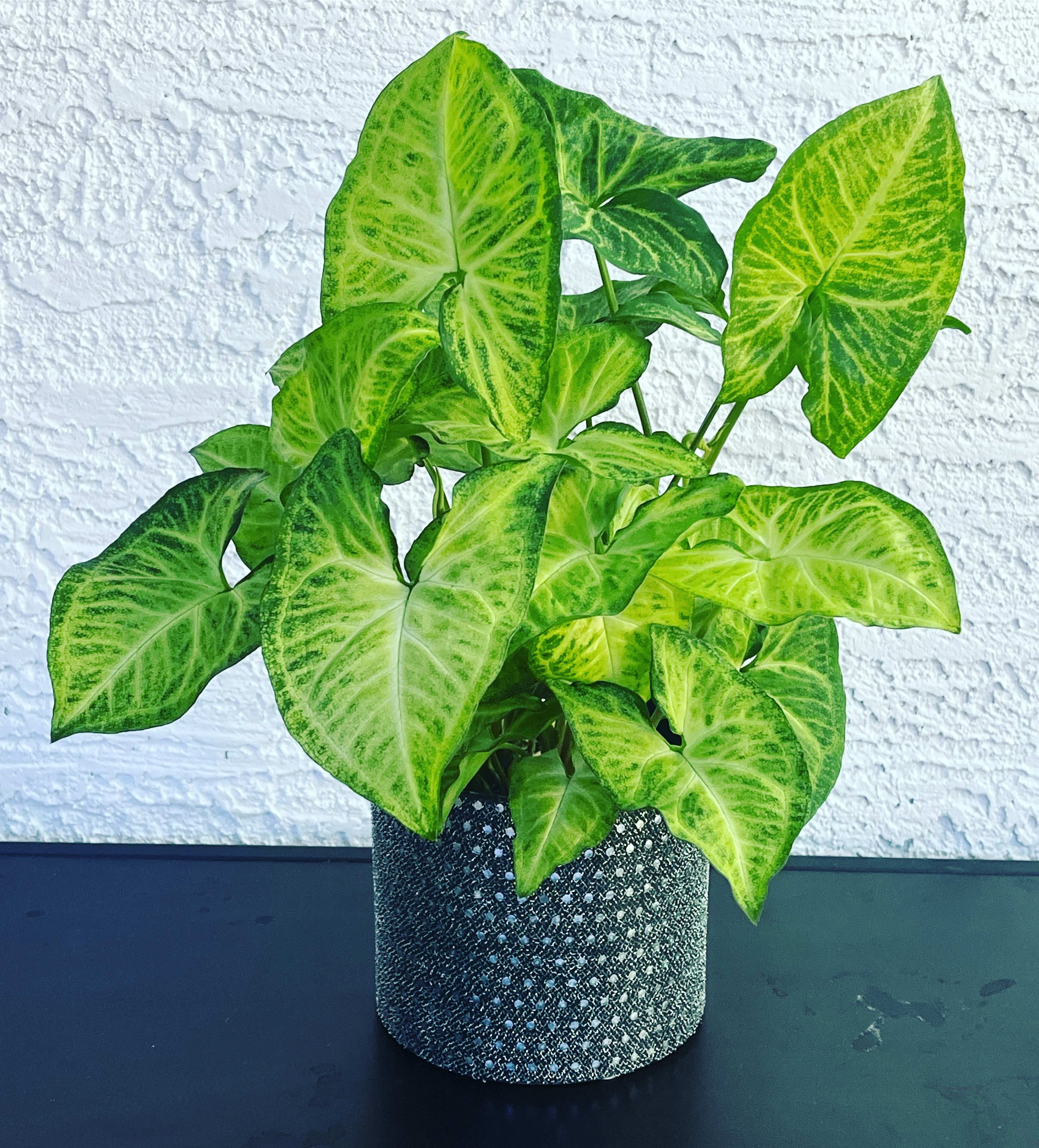 Potted green arrowhead plant in a textured black container