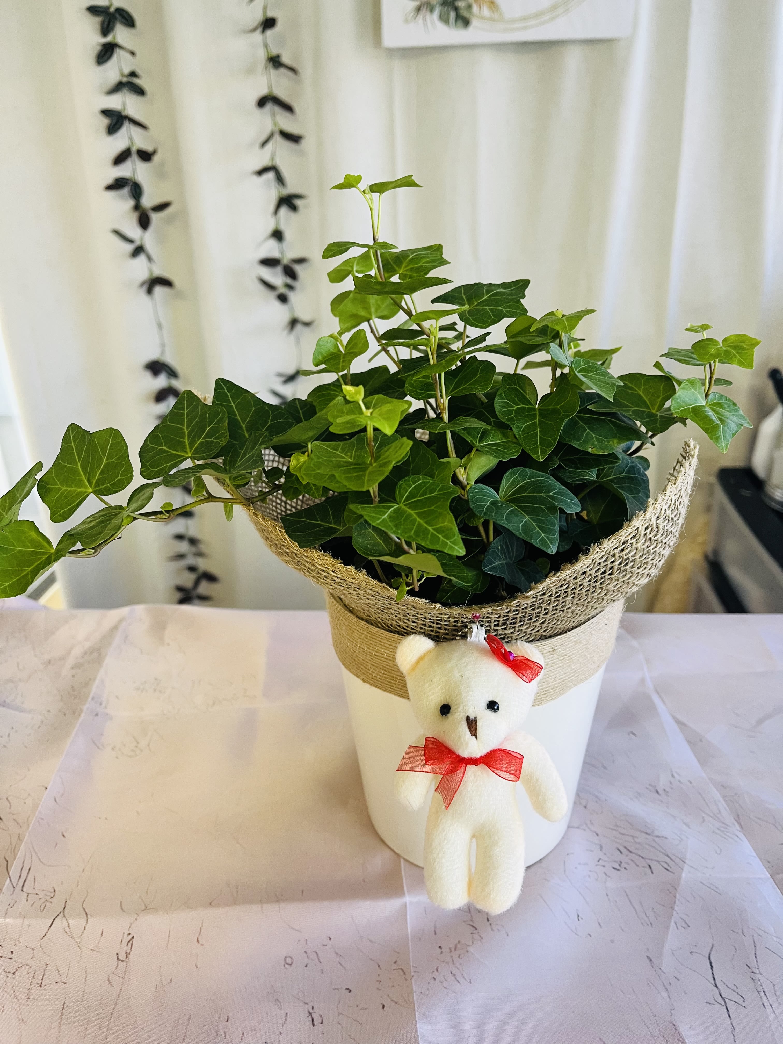 Potted ivy plant in a white container with a small teddy bear decoration