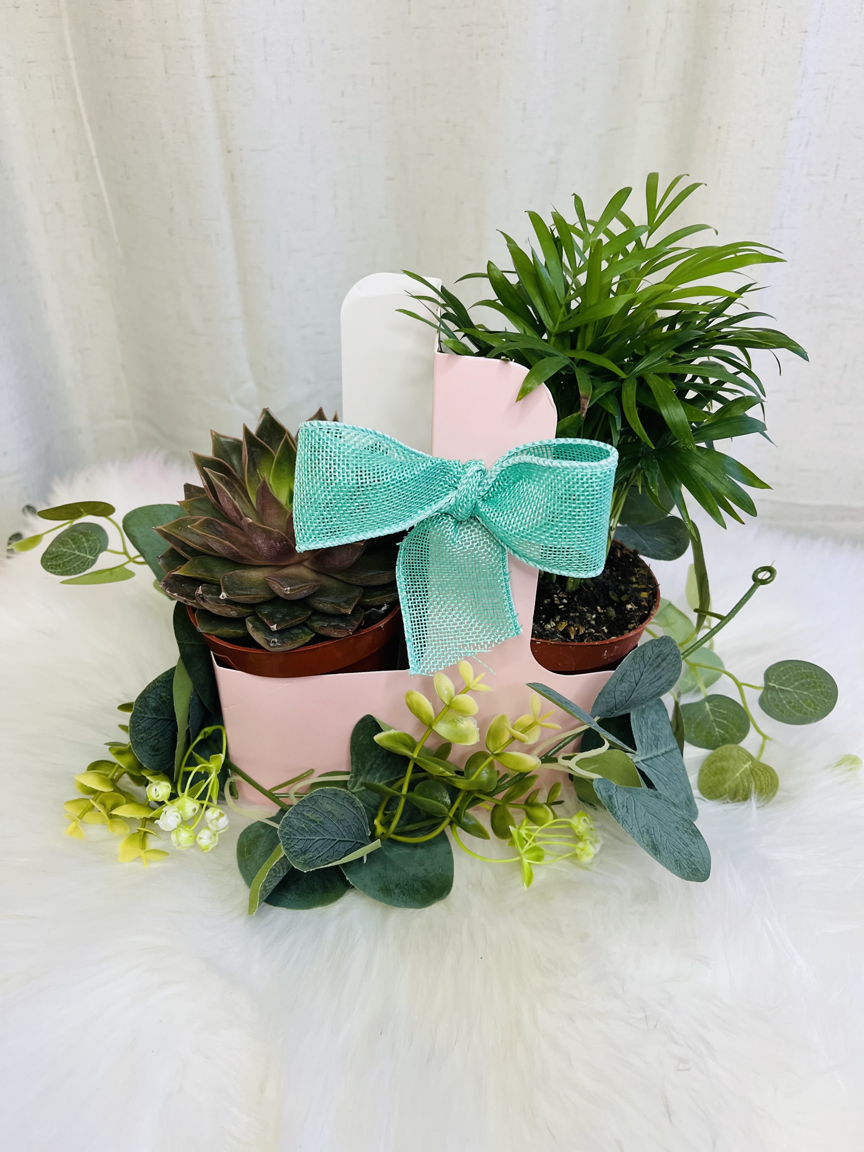 Two potted plants in a pink gift box with a turquoise bow