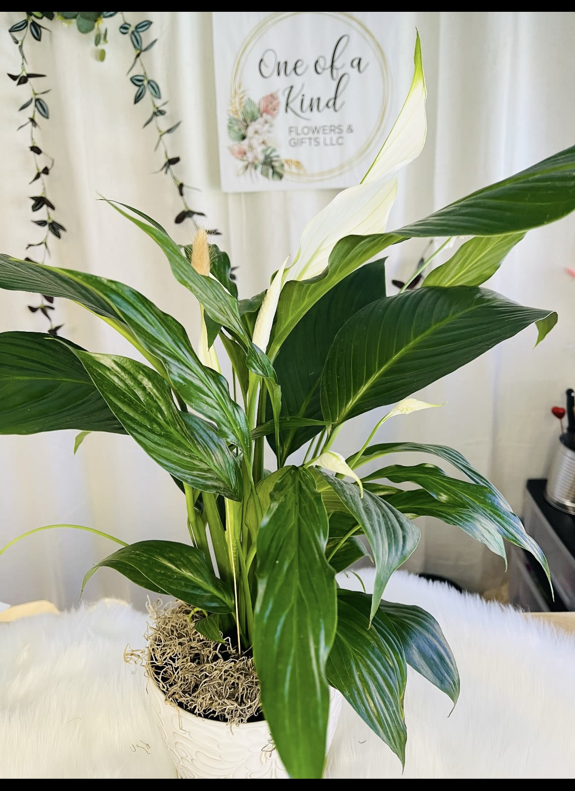 White peace lily plant in a decorative pot