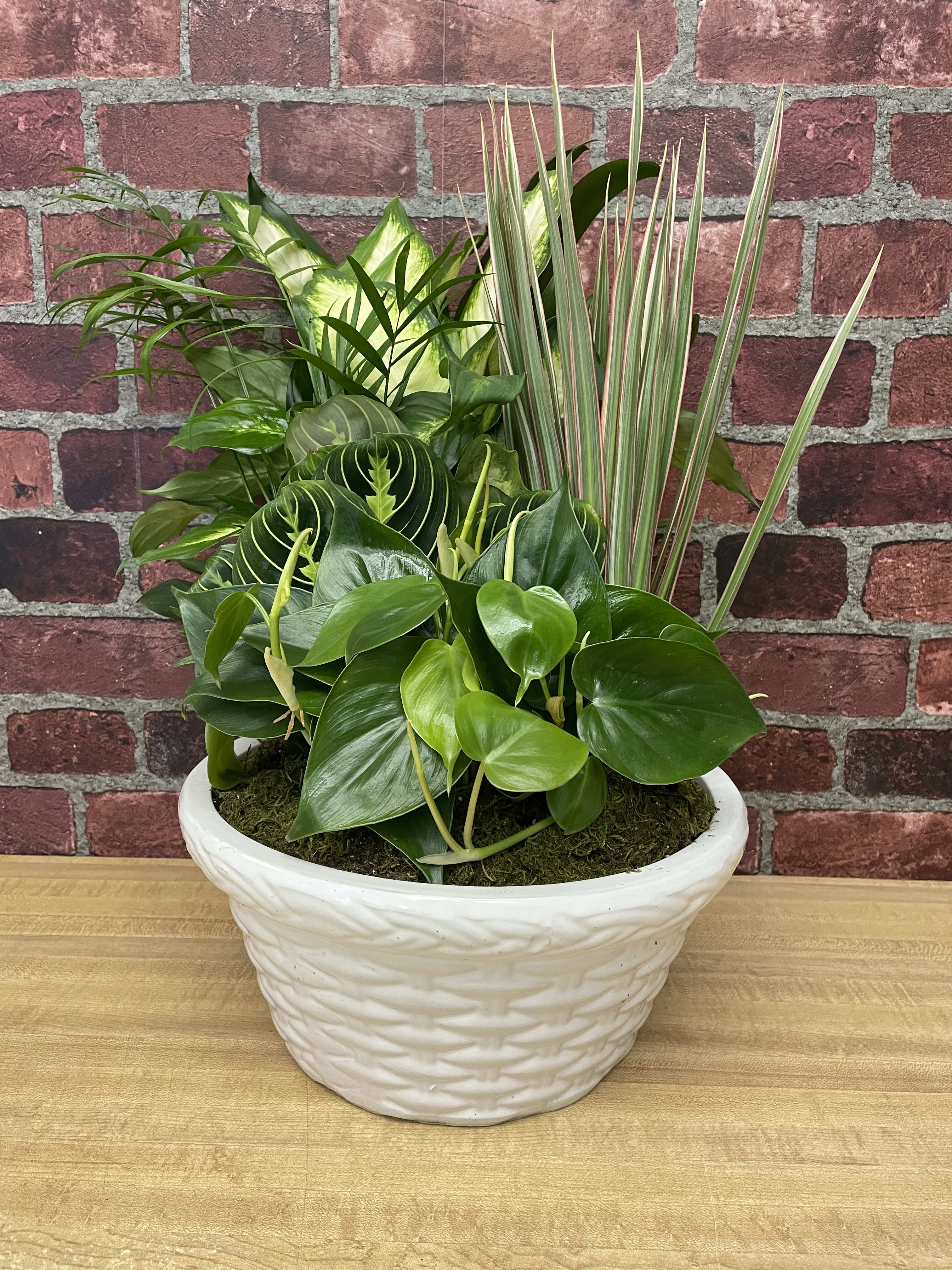 Mixed green houseplants in a white ceramic planter
