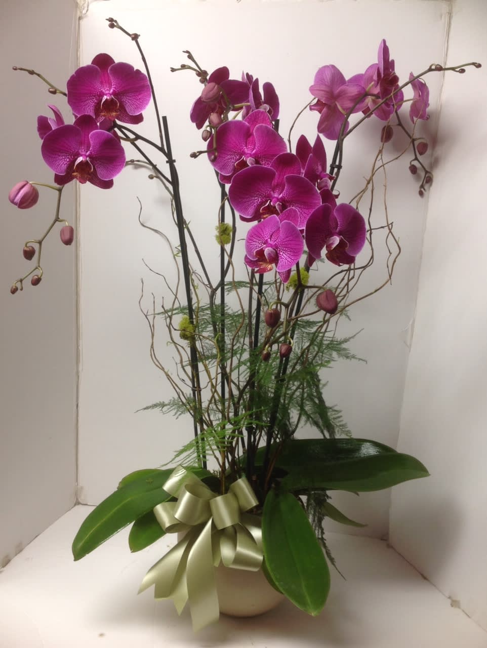 Magenta orchid arrangement in a low pot with a ribbon bow