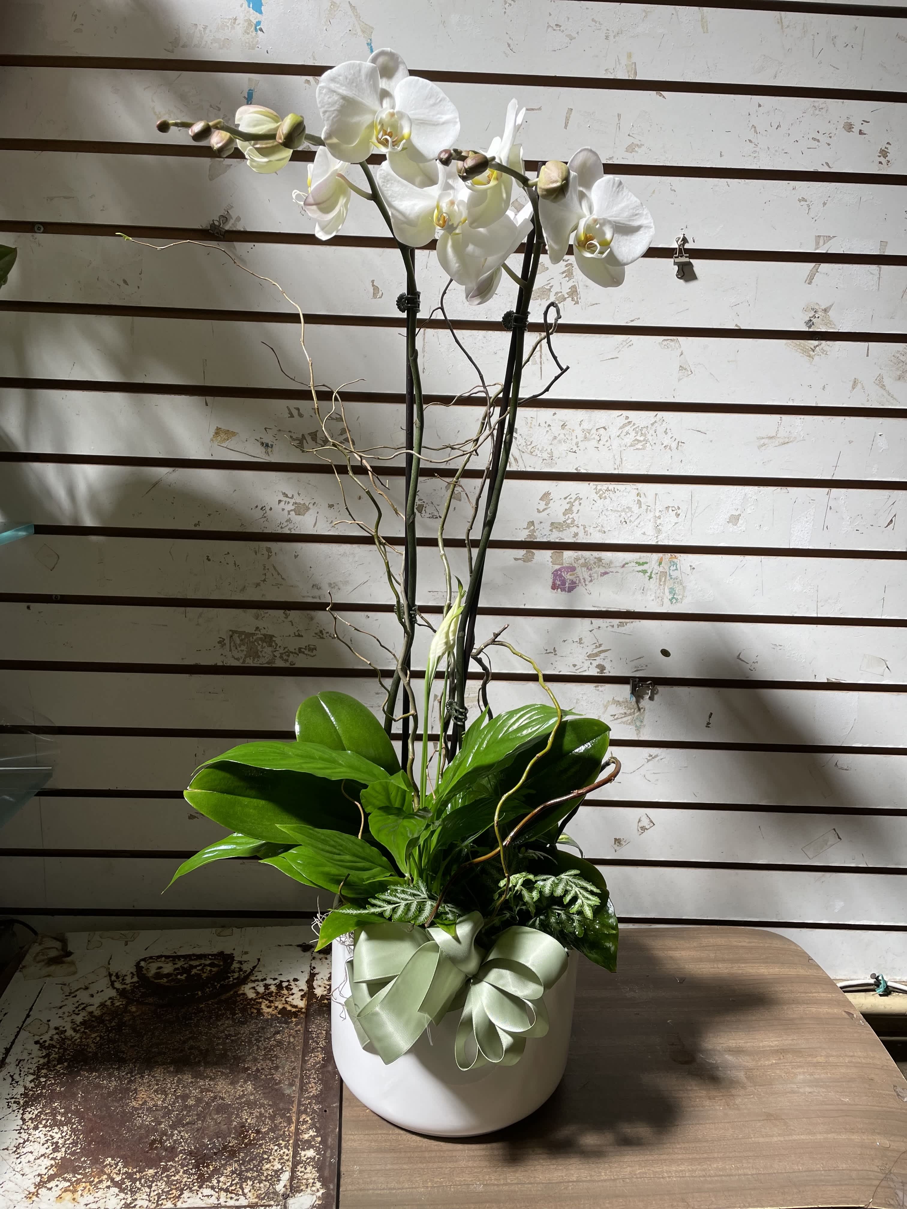 White orchid plant in a white pot with a pale ribbon bow