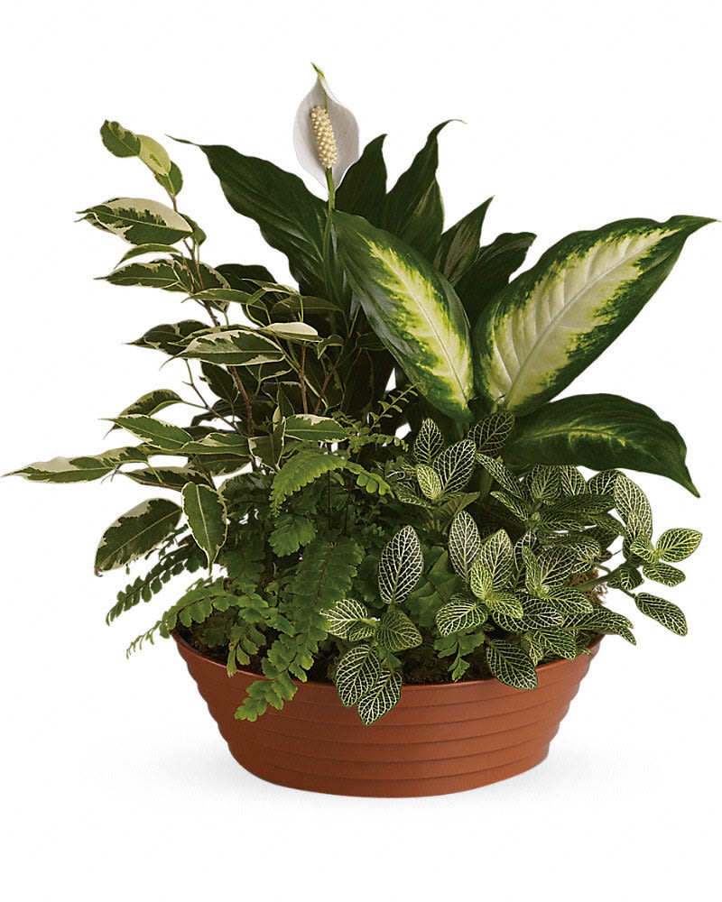 Mixed green houseplant arrangement in a terracotta bowl planter