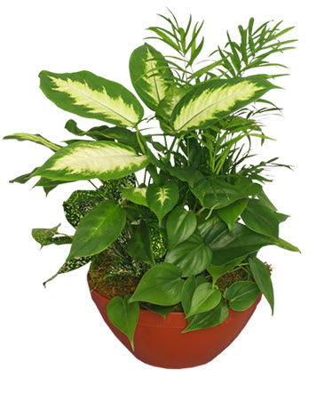 Potted tropical foliage plant in a terracotta bowl