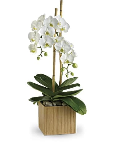 White orchids in a bamboo planter with green leaves