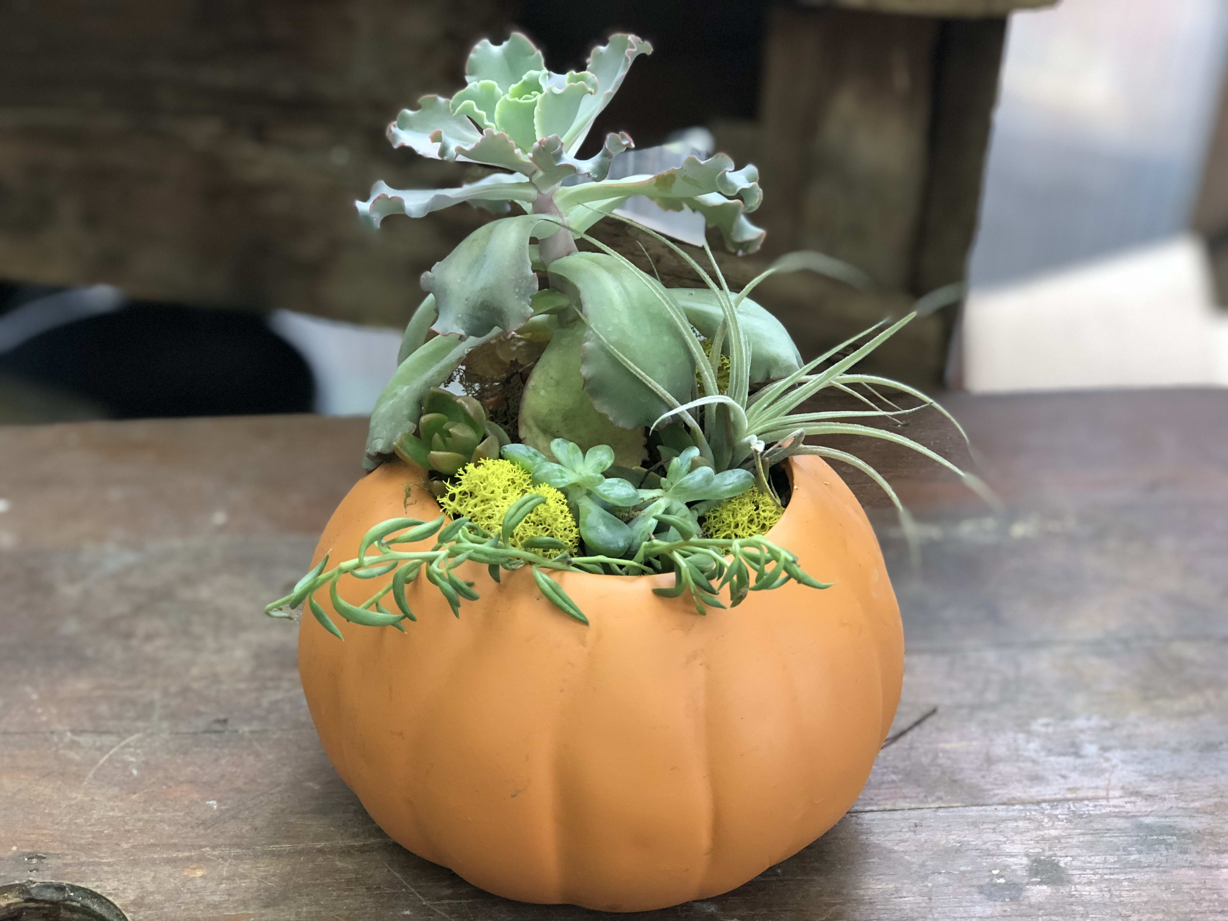 Succulents arranged in an orange pumpkin-shaped container