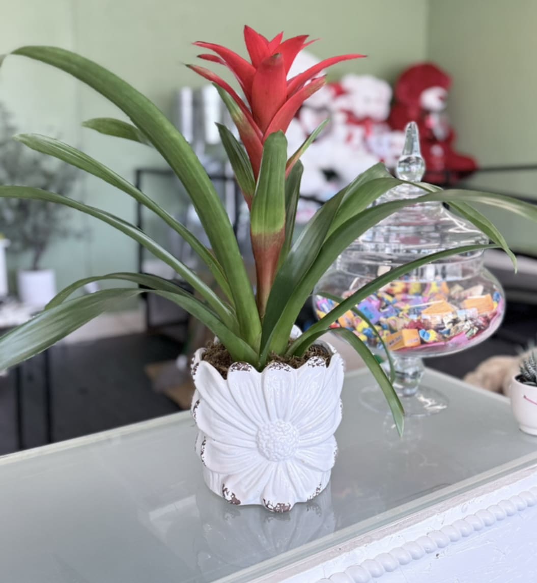 Potted bromeliad with a red flower spike in a white decorative planter