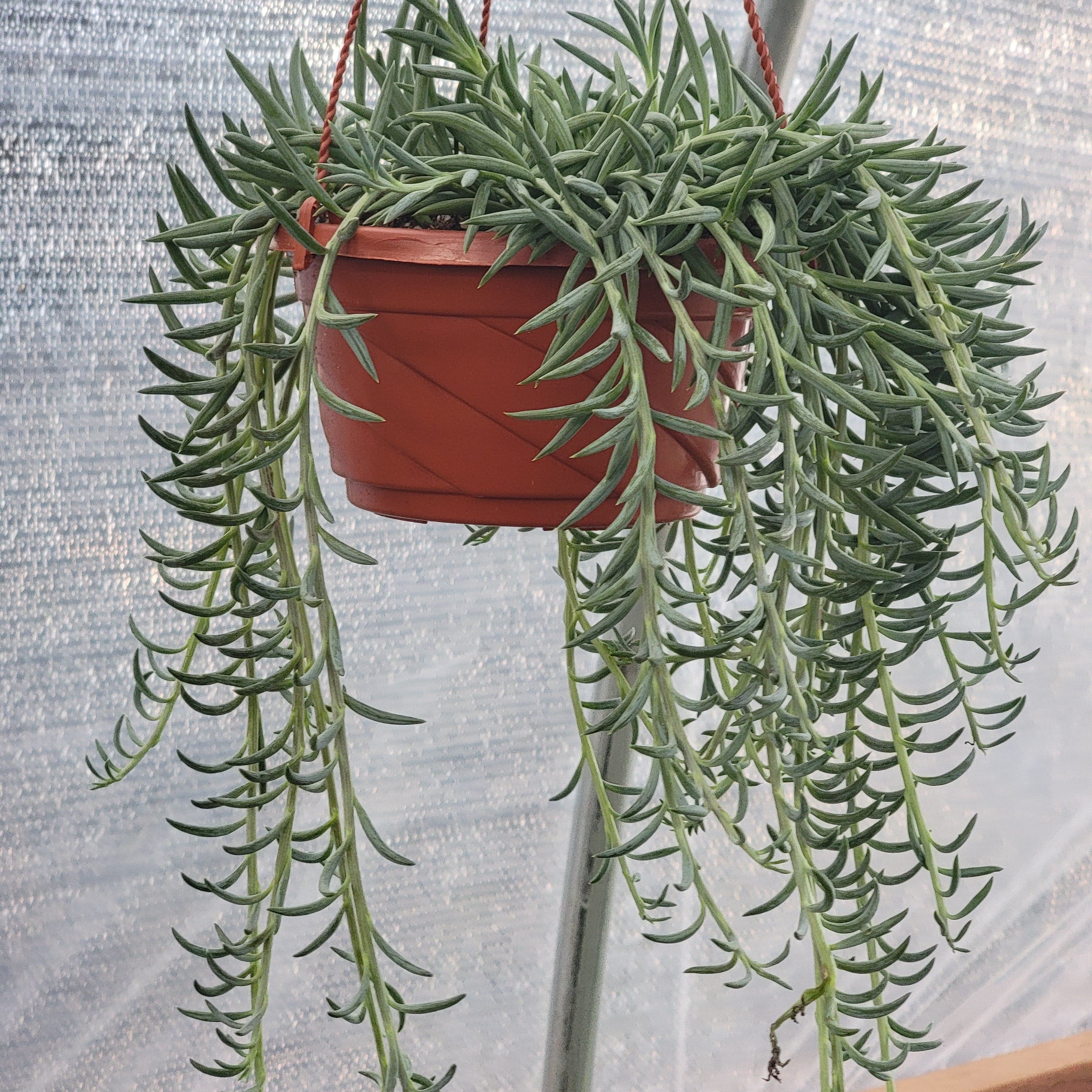 Fish Hook Succulent - Dolphin Plants thrive in well-draining soil. They can rot if over-watered, so be sure to use containers with drainage holes. Select a light, gritty soil like a cactus/succulent mix from a local garden center. You can also prevent rot by keeping the plant in a well-ventilated area.