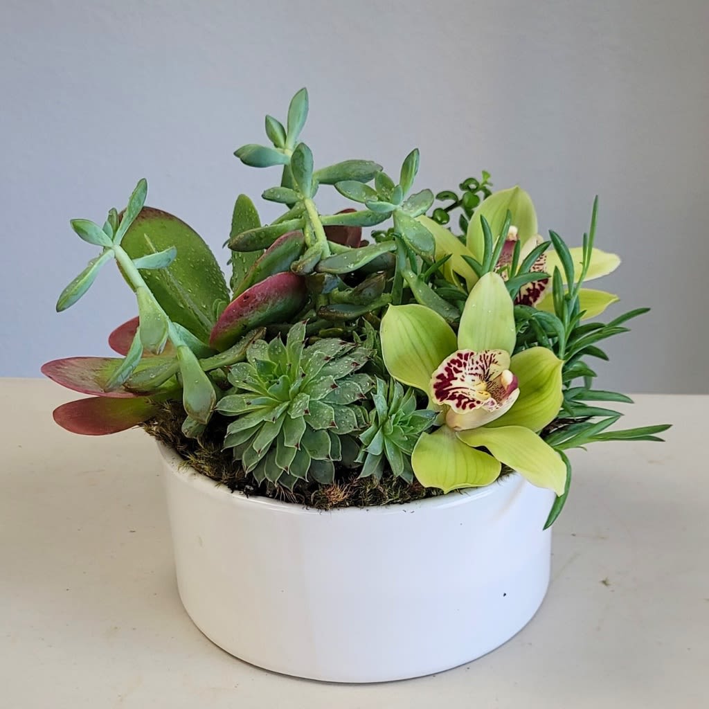 Succulent arrangement with green orchids in a white bowl