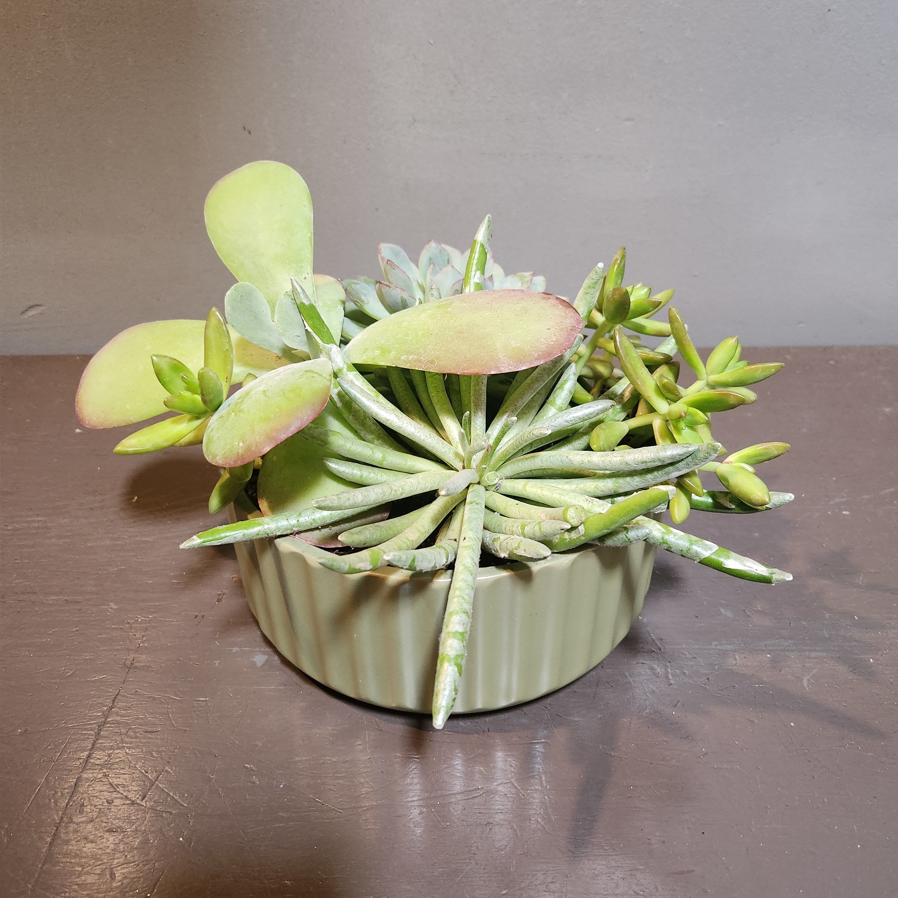 Plants: Succulent Garden - Green Fields - The perfect long-lasting gift - a succulent garden. Measures approx. 12"Tx16"W and arrives in a green ceramic container.