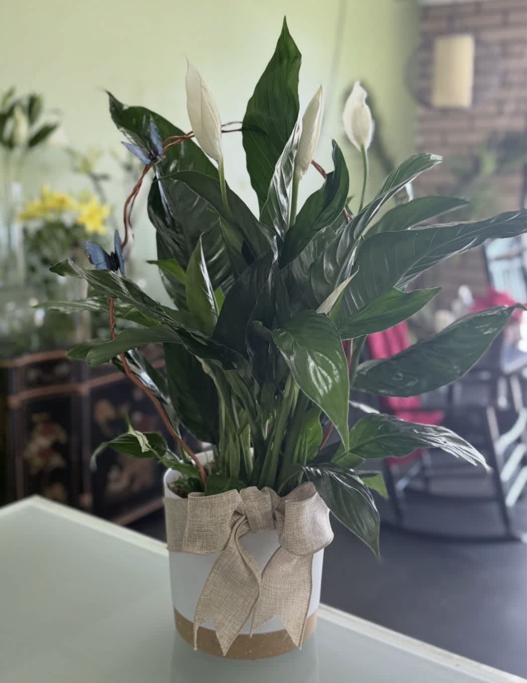 Potted peace lily with white blooms in a white container tied with a burlap bow