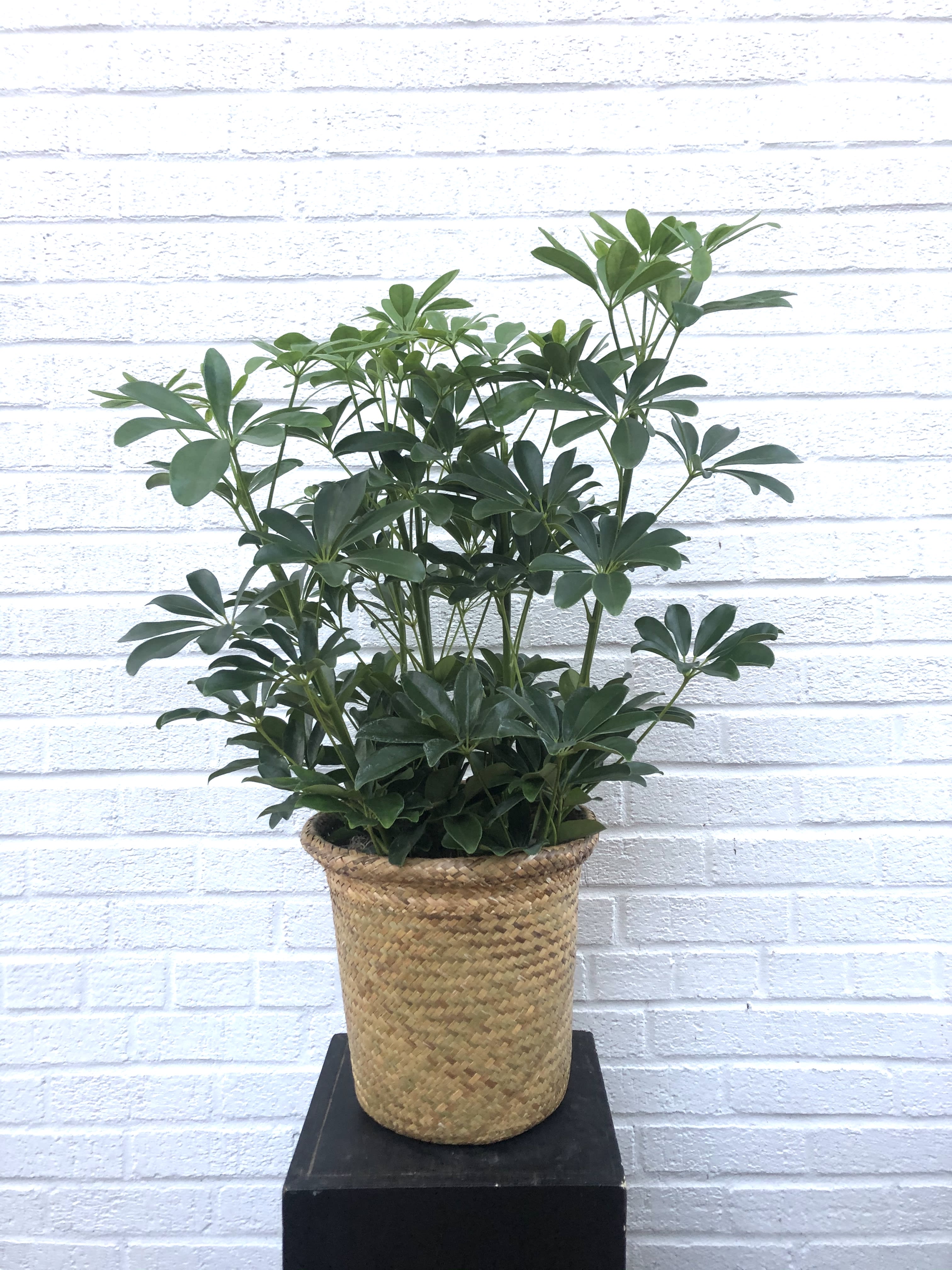 Potted green houseplant in a woven basket planter