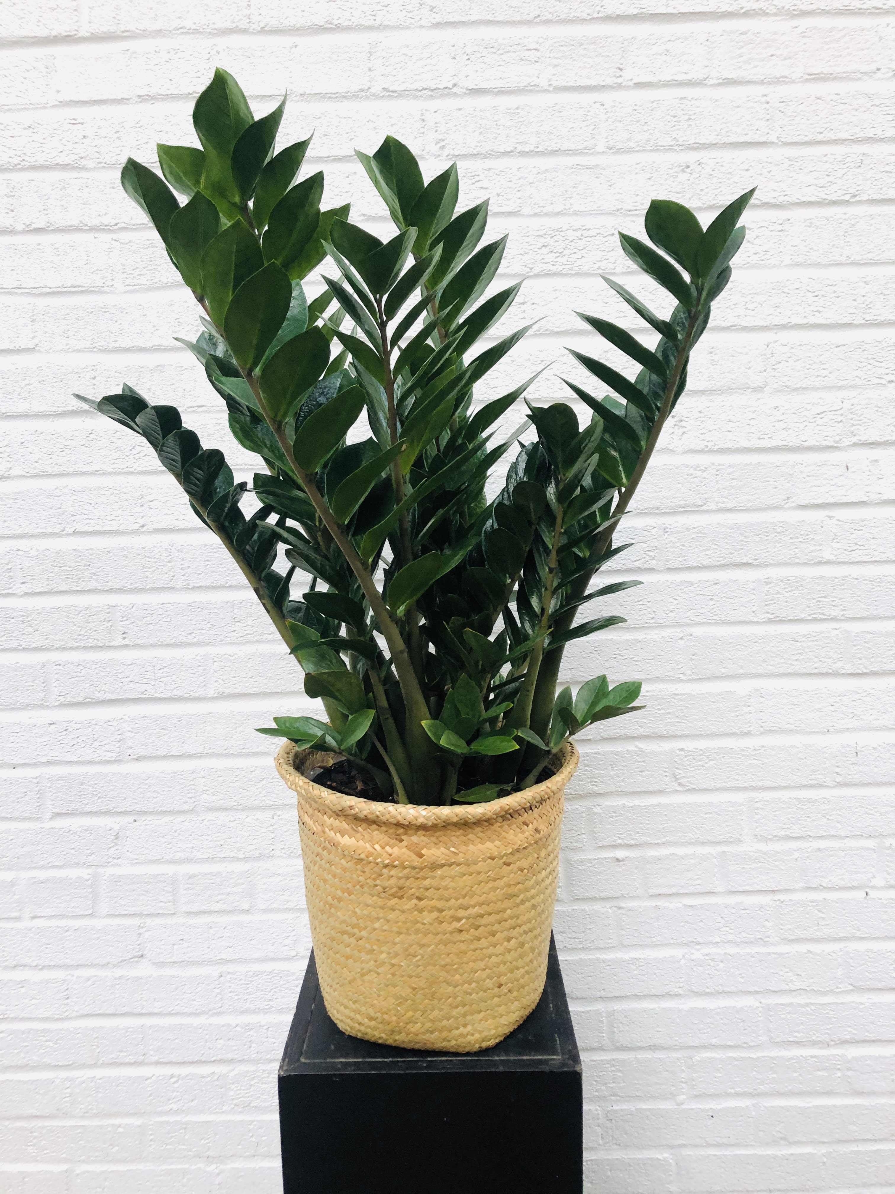 Potted green plant with upright glossy leaves in a woven basket