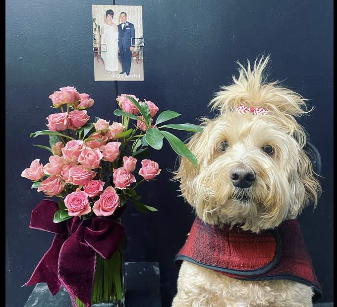 Pink rose bouquet beside a small dog wearing a red plaid coat