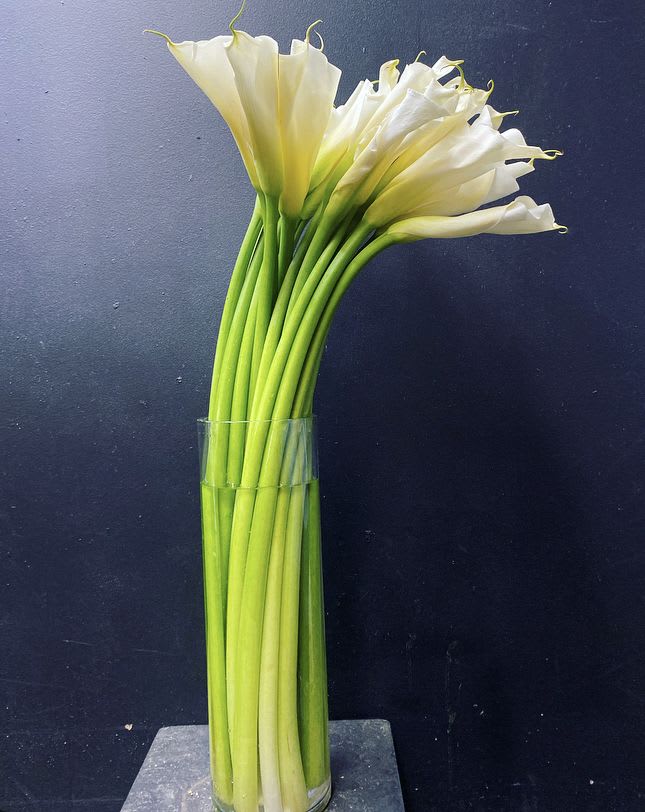 White calla lilies in a clear glass vase