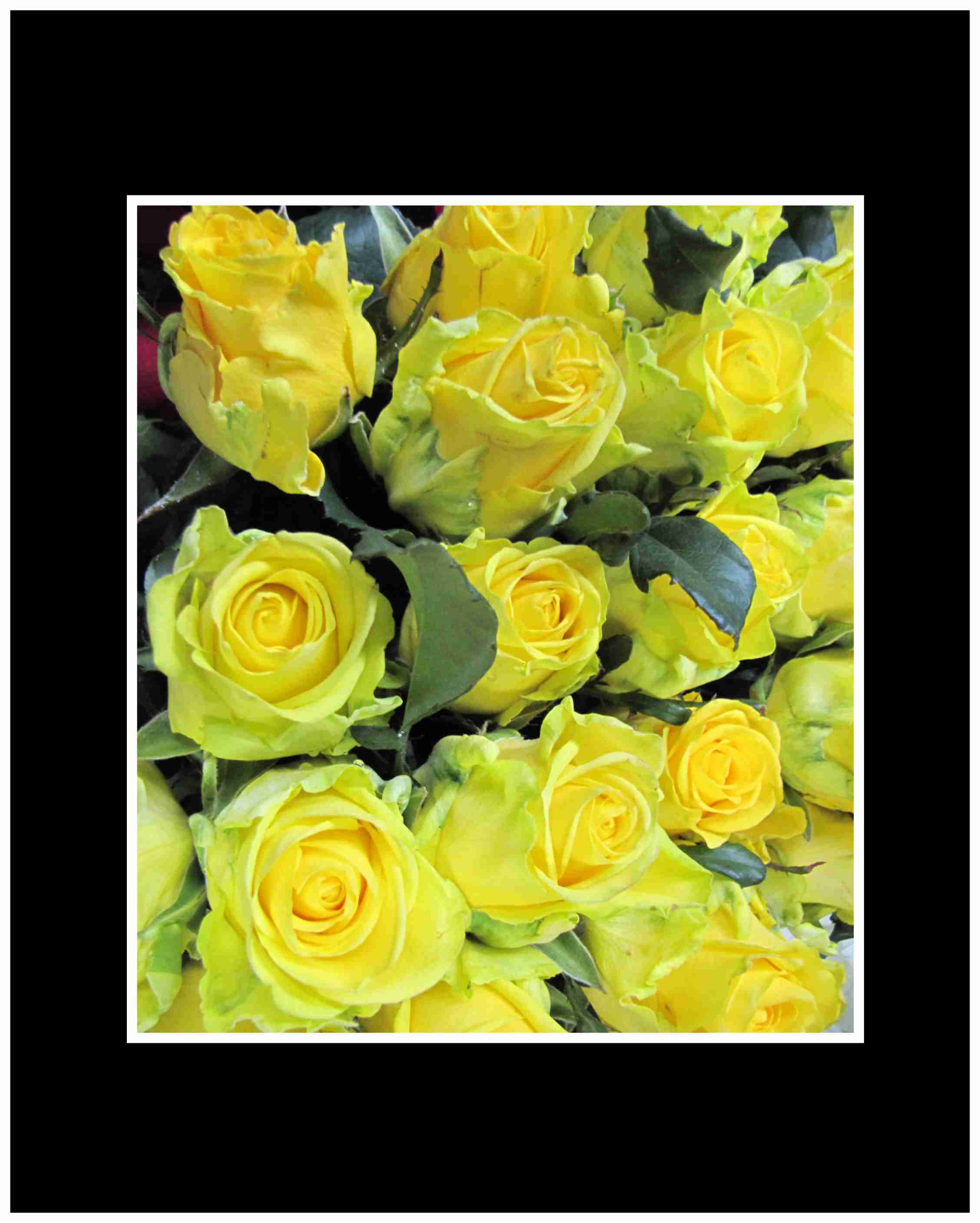 Yellow Long Stem Roses Wrapped Bouquet - Roses beautifully presented, for any special occasion. Our premium roses are perfectly accented with lush greens to create a bouquet that shares your sentiments. Be sure to check for colors available as they change from week to week.