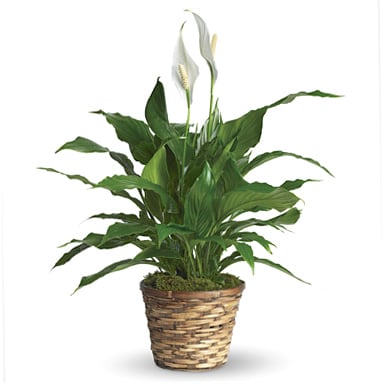 Peace Lily - Send a gift of serenity and peace with a lush, long-lasting Peace Lily plant. Also known as Spathiphyllum, Peace Lilies have broad emerald leaves and periodically display graceful white blooms. Indirect sunlight and occasional watering are all they need to thrive. Popular for business gifts, sympathy expressions, and housewarmings, too. 