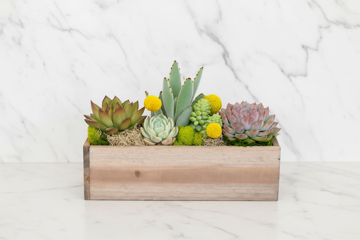 Rustic Garden - Bring the charm of nature indoors with Rustic Garden, a stunning mix of lush succulents and textured greenery arranged in a reclaimed wooden planter. Accented with pops of yellow billy balls and soft moss, this design blends earthy tones with modern simplicity. Perfect for home décor, office spaces, or as a long-lasting gift.  Natural. Modern. Designed with care in San Francisco by Polk Street Florist.