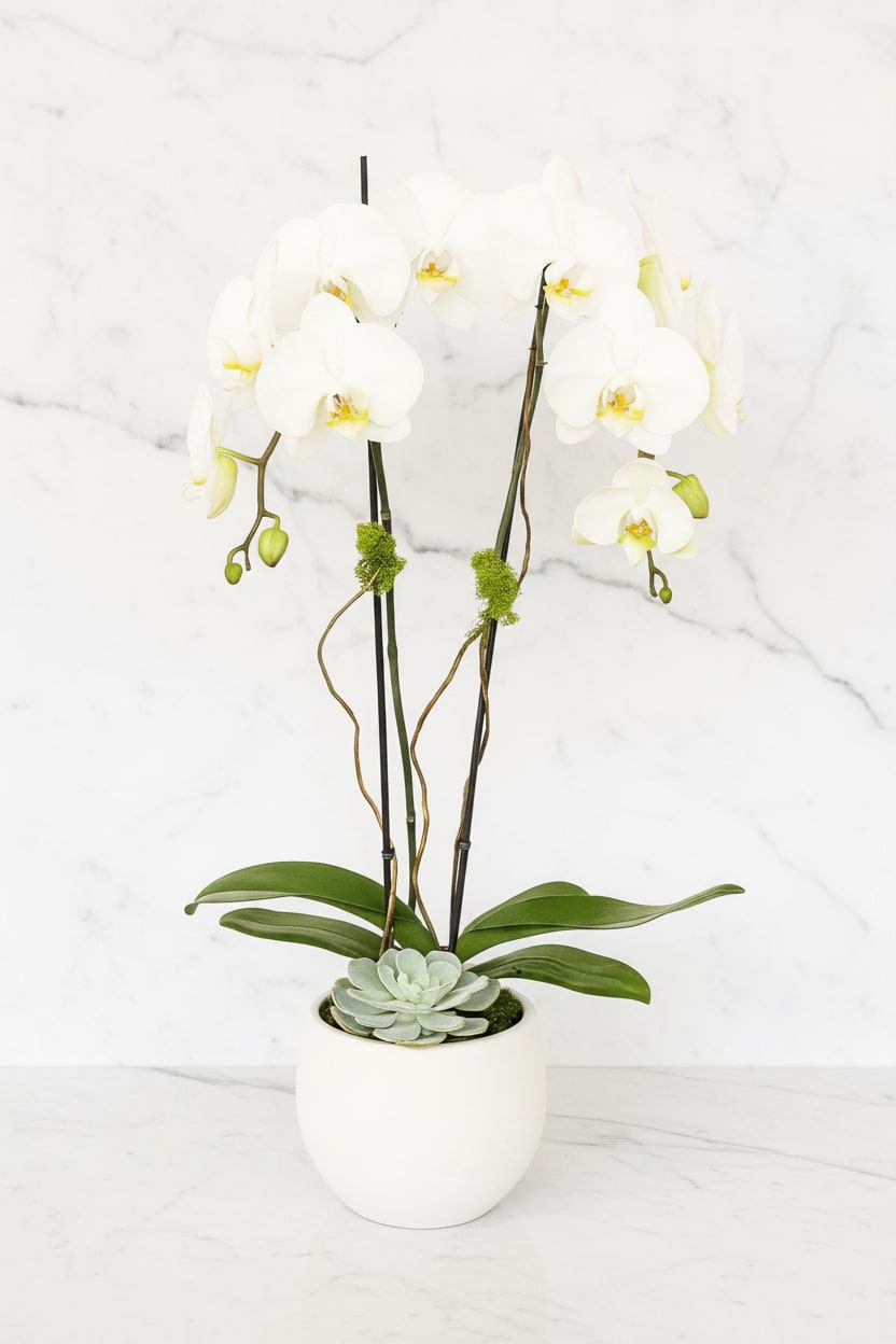 White orchid arrangement in a white pot with a succulent accent