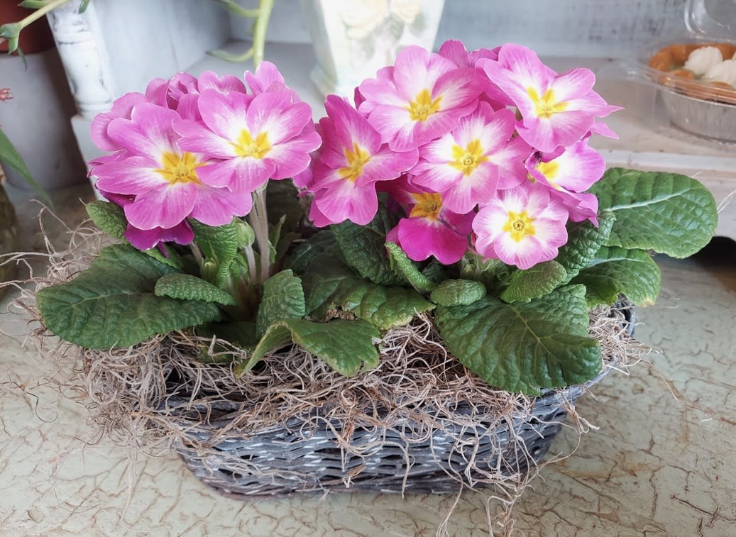Pink primrose flowers in a woven basket planter