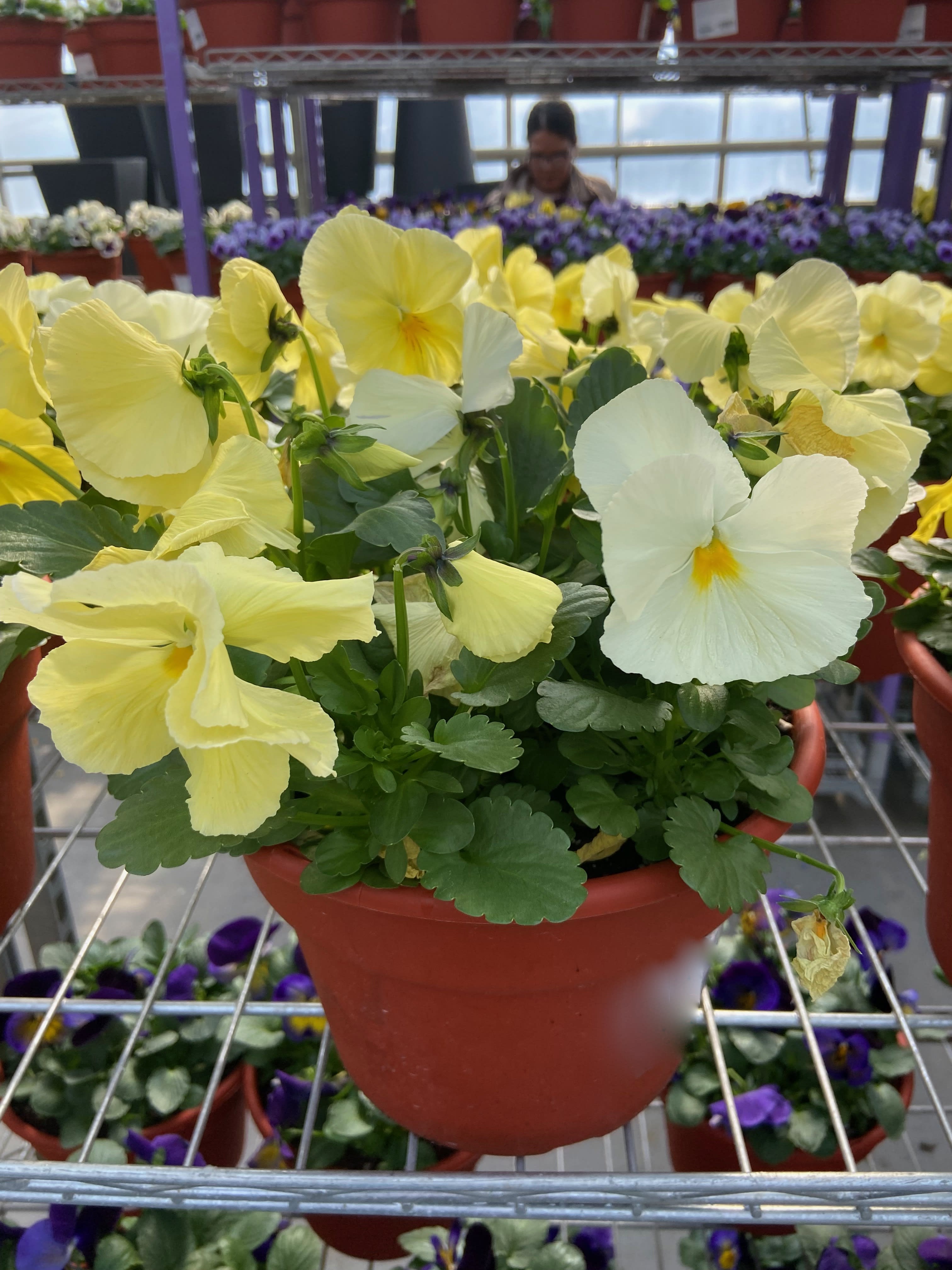 Potted yellow and white pansies in a terracotta container
