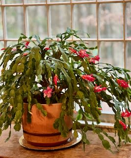Potted Christmas cactus with pink blooms in a terracotta pot