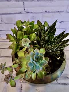 Potted succulent arrangement with green and blue rosettes in a round container