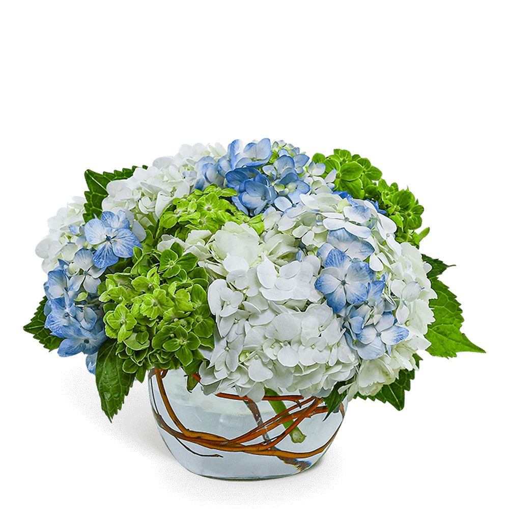 Blue, white, and green hydrangeas in a clear glass vase