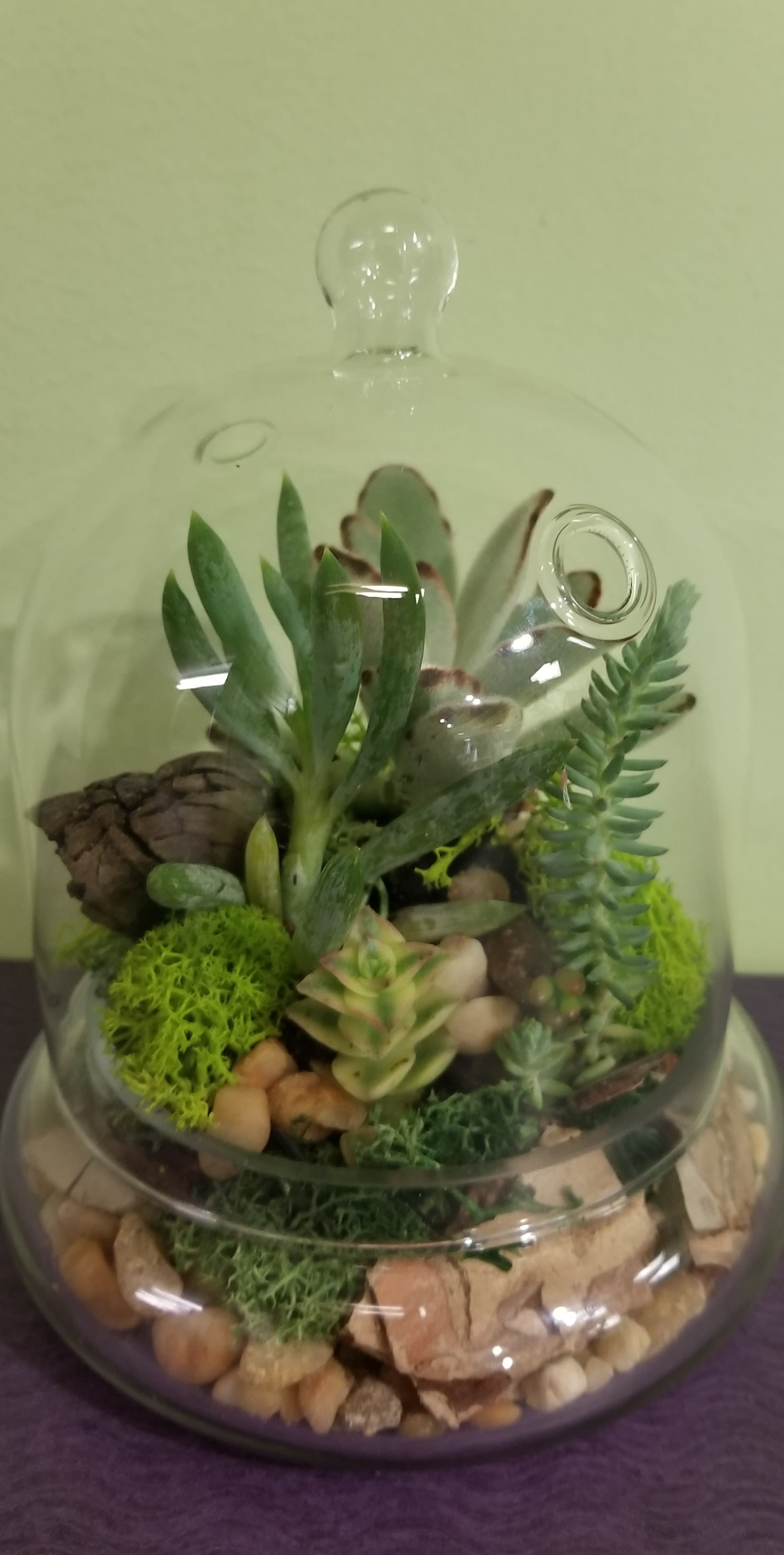 Dome Shaped Terrarium with Lid - This unique terrarium is designed in a dome shaped terrarium container that comes with a removable lid. The succulent plants are extremely easy to care for! They just need a bit of water once a month! Each design is one of a kind. They are all decorated with a variety of rocks, moss and more! Dimensions 4.75" X 6"