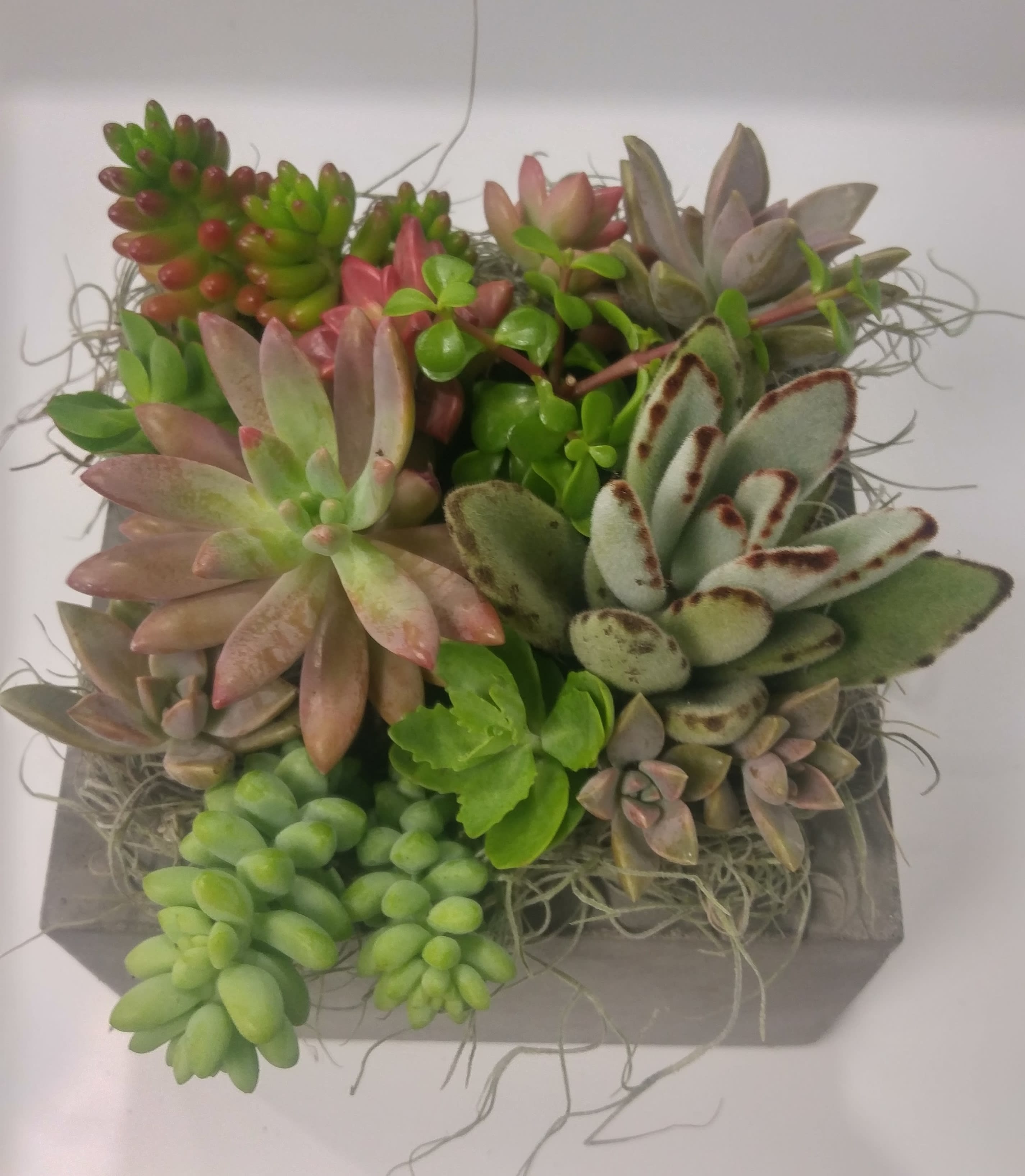 Succulent arrangement in a gray rectangular planter with trailing air plant strands