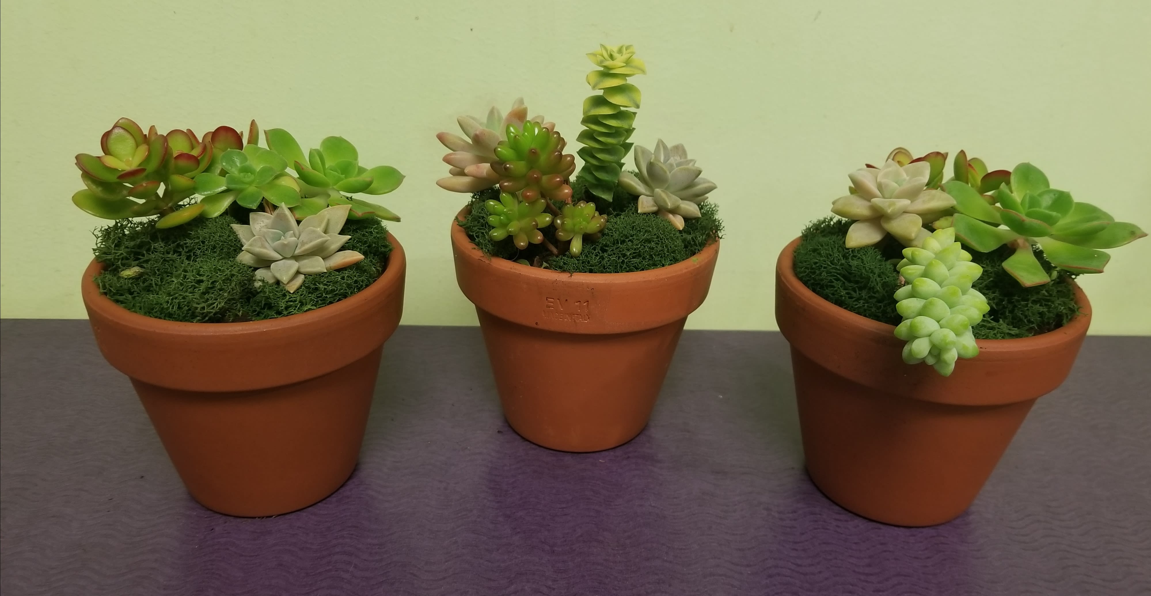Three potted succulent arrangements in terracotta pots