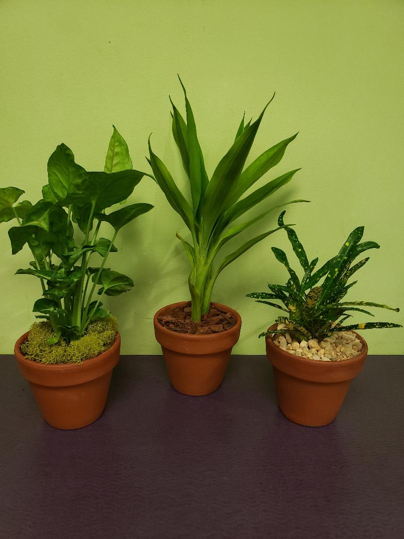 Three potted green houseplants in terracotta pots on a table