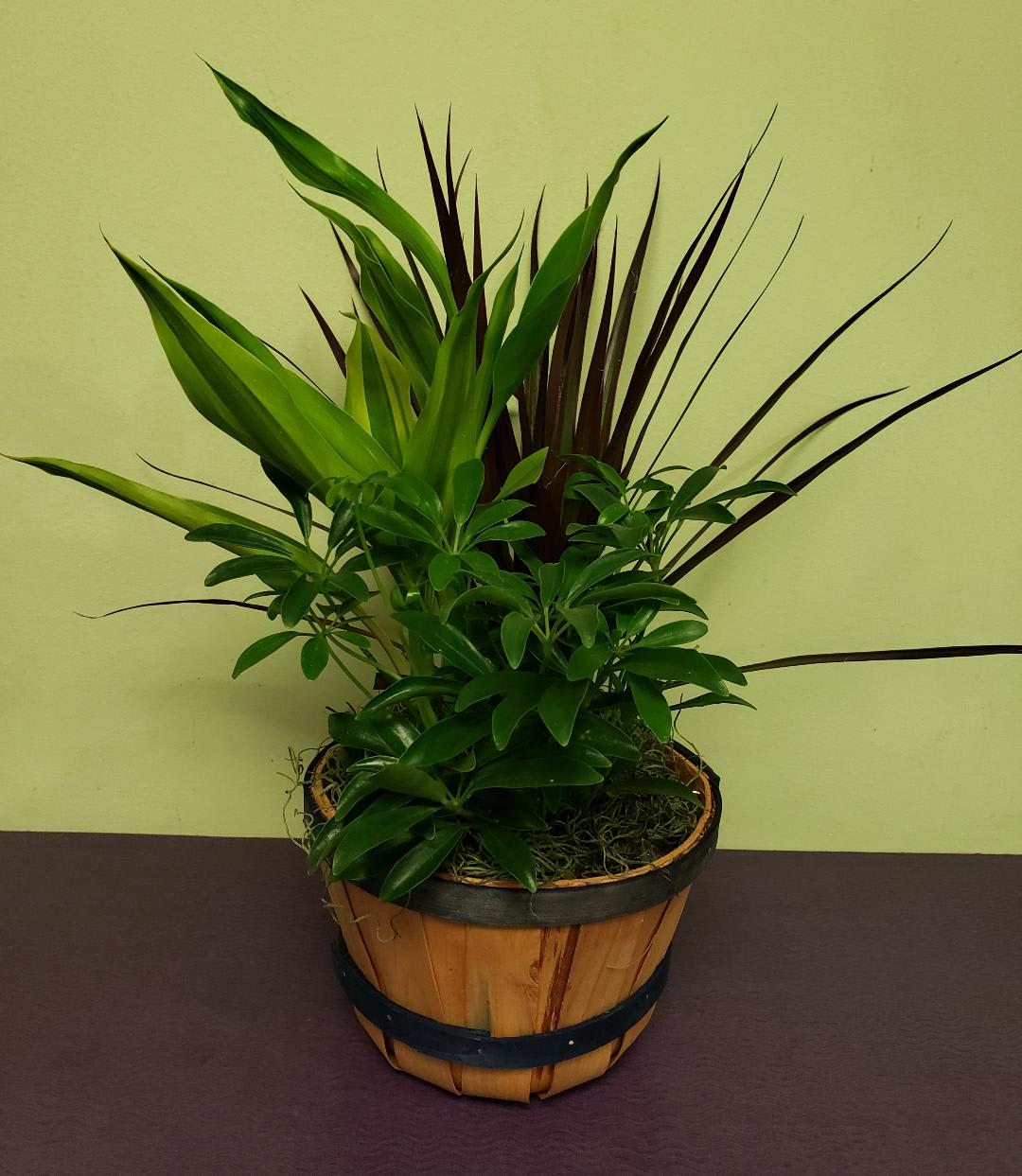 Potted green foliage arrangement in a wooden basket