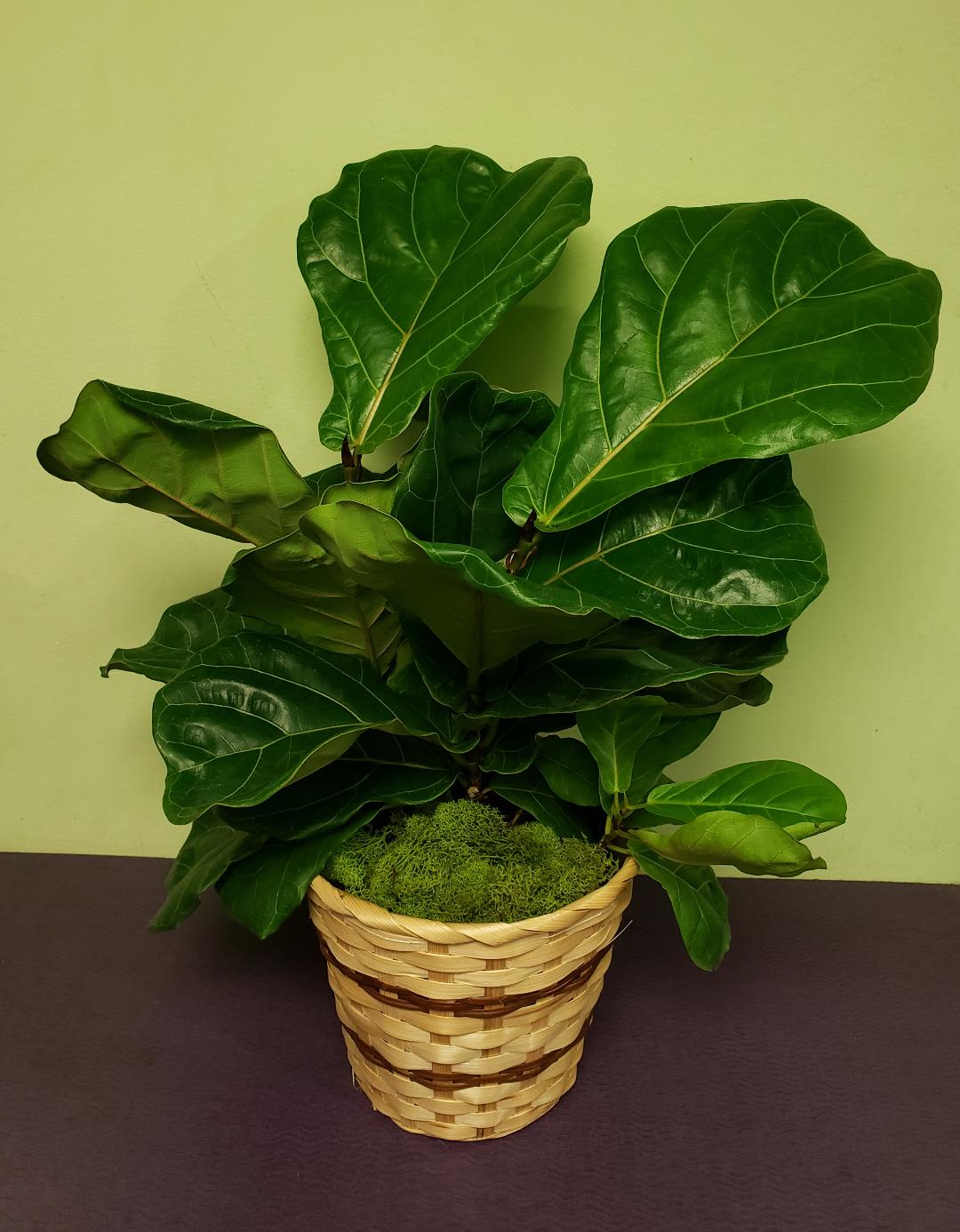 Potted fiddle leaf fig plant in a woven basket