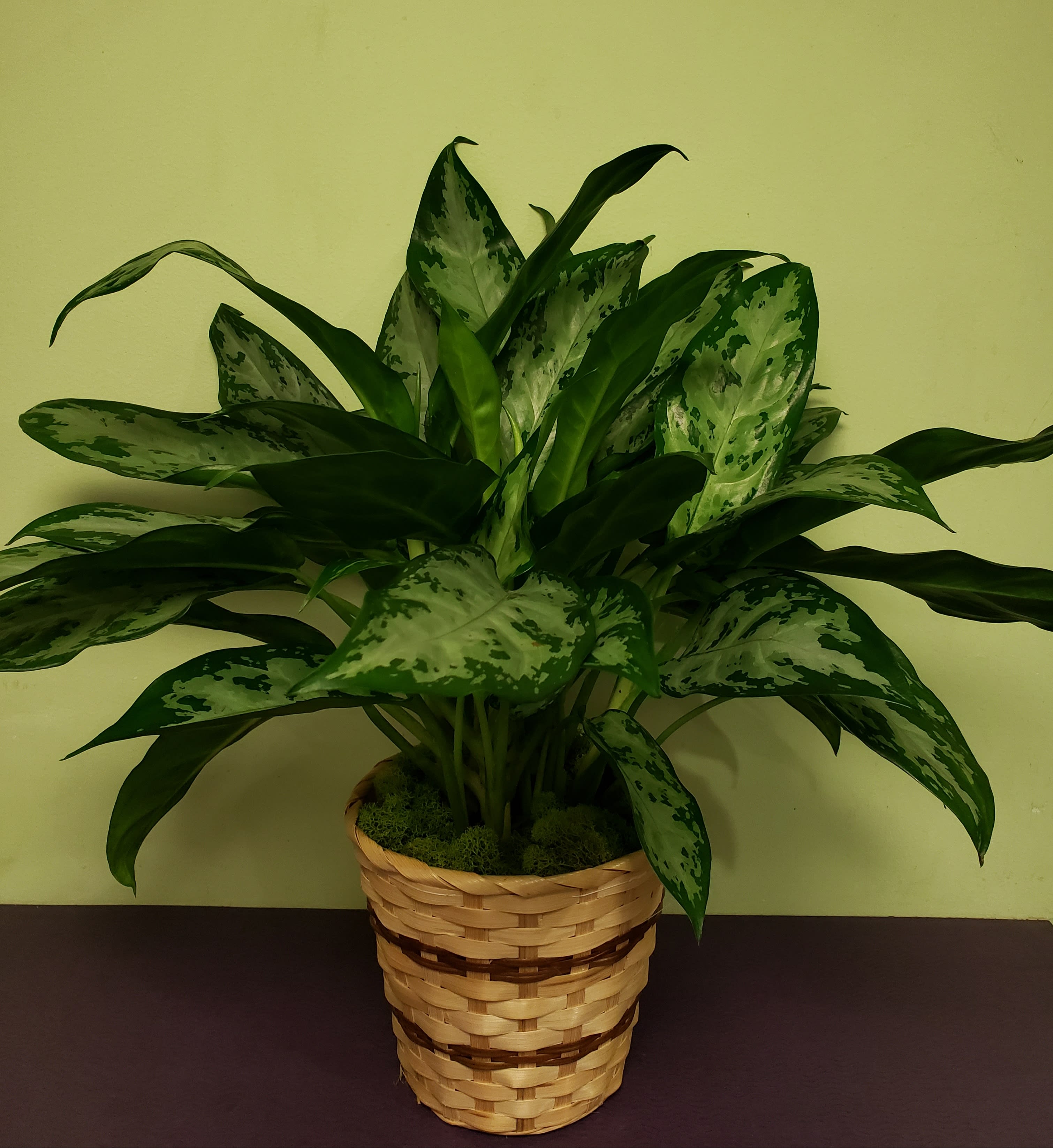 Potted green houseplant with variegated leaves in a woven basket